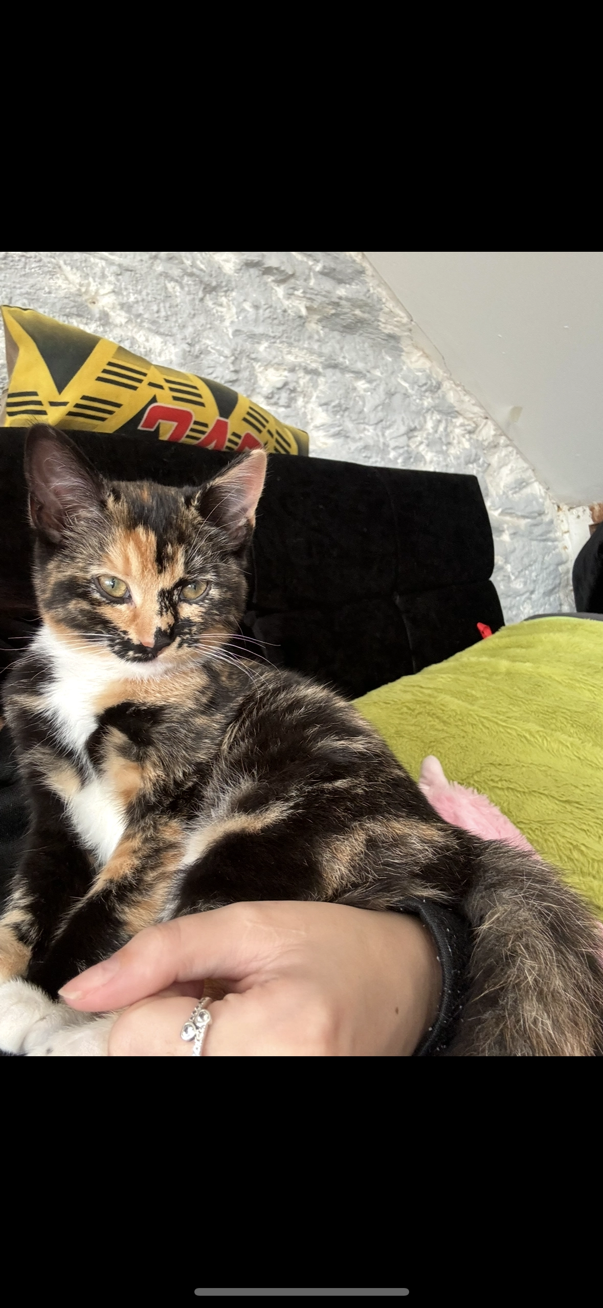 Cleo - Drew Street, Brixham