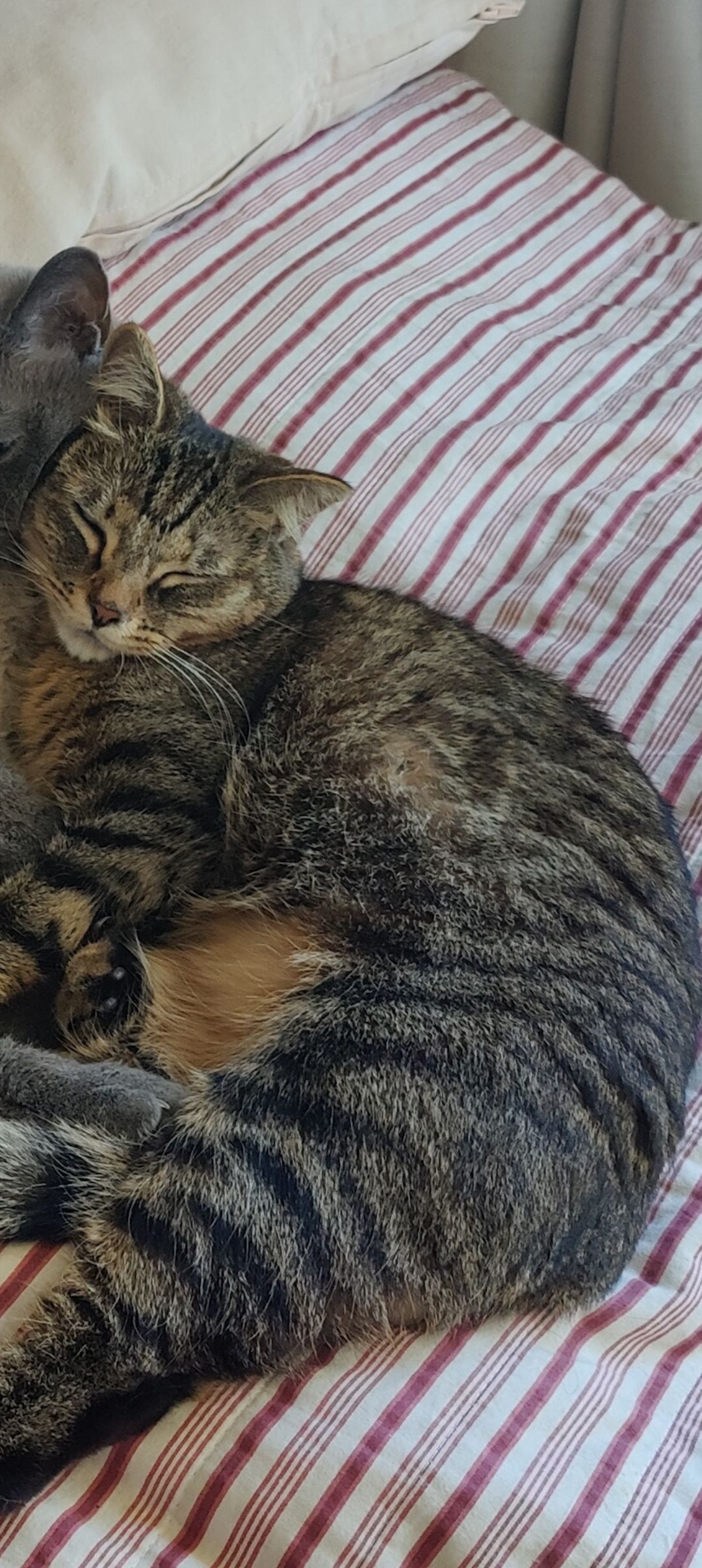 Pörri - Liusketie 16, Helsinki