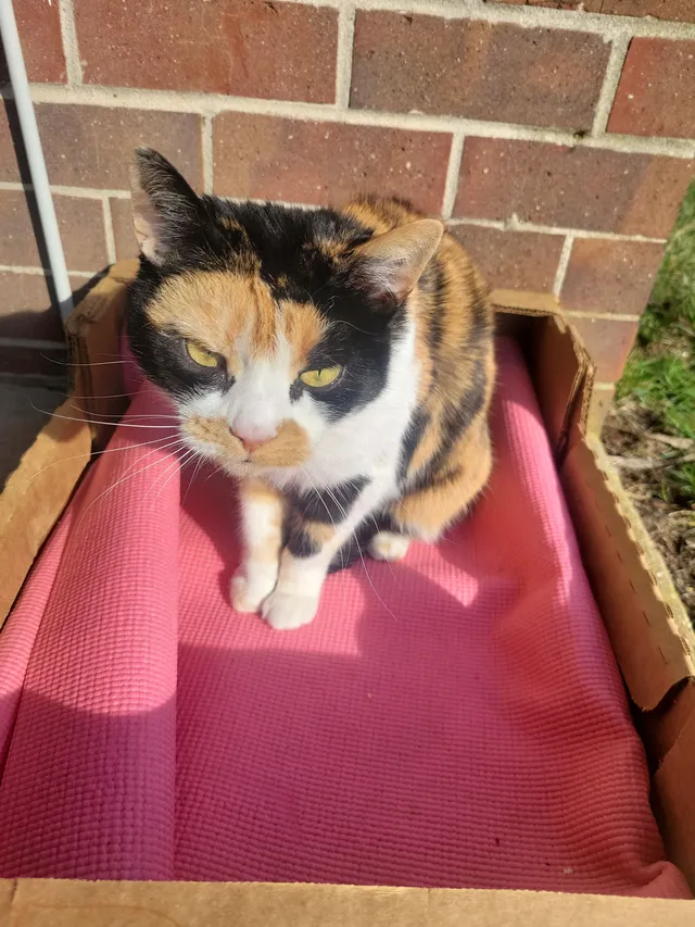 Kitty - 1316 W Chester Pike, West Chester