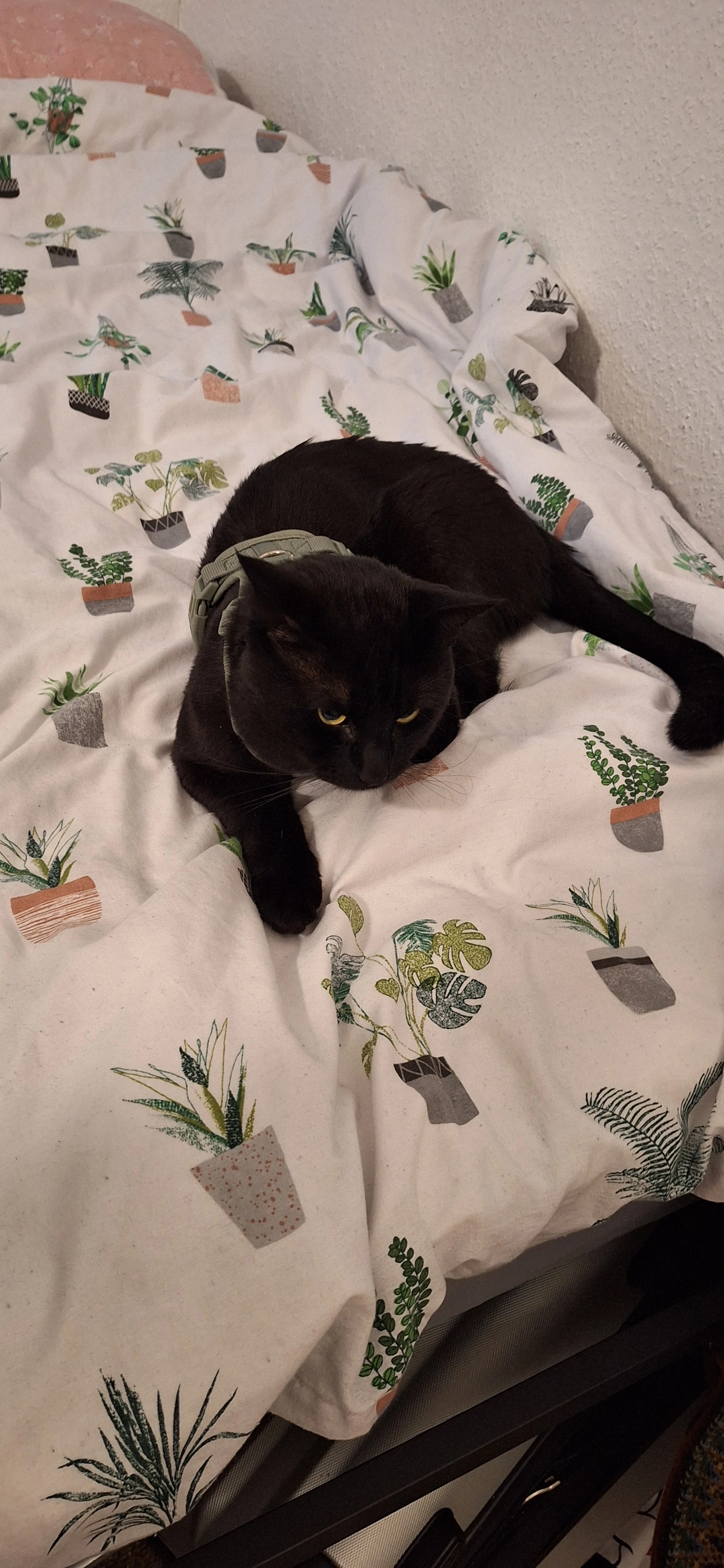 Felix - Clifton Street, Middlesbrough