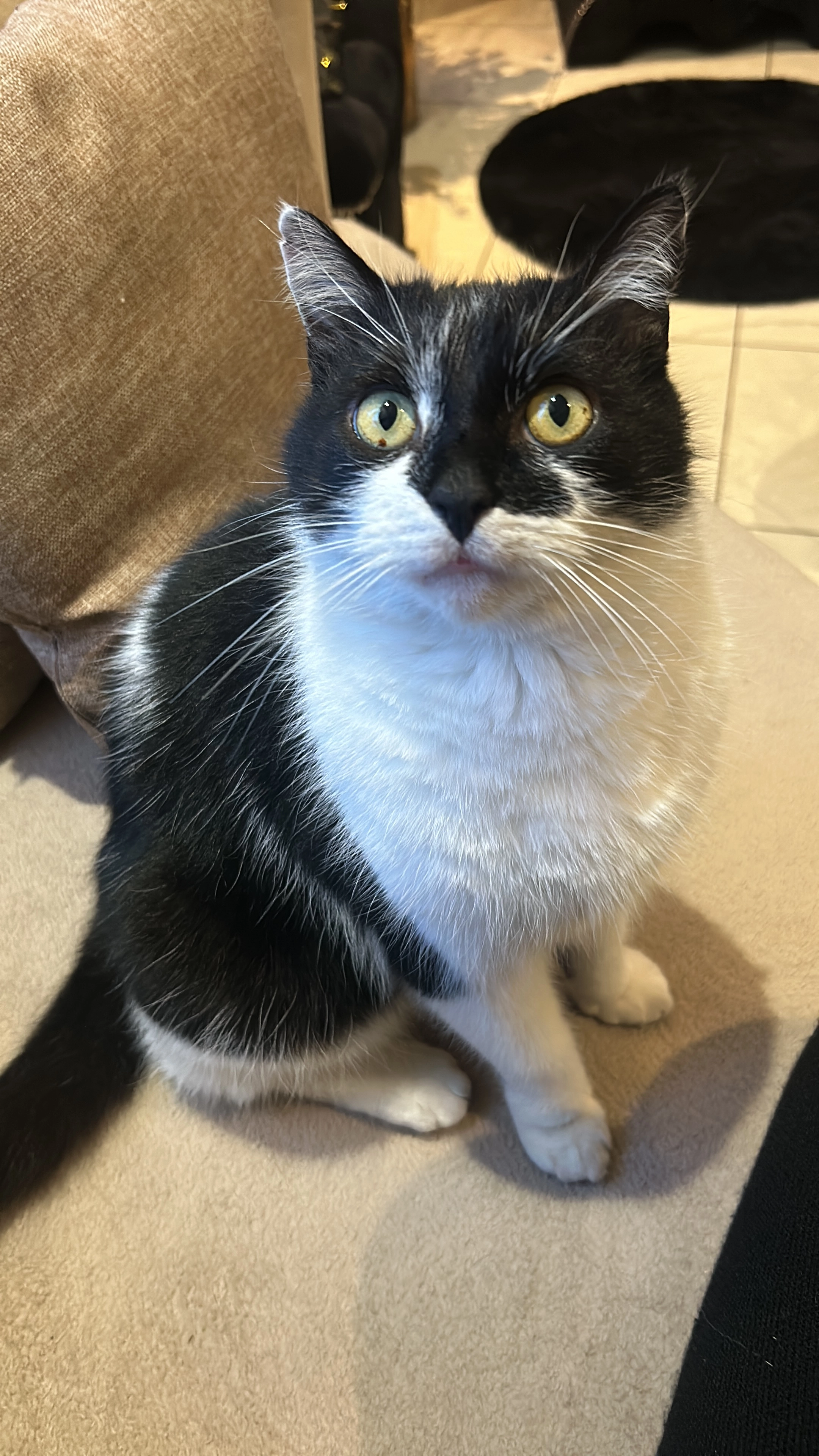 Saphir - 18 La Challe Pourpre, Éragny