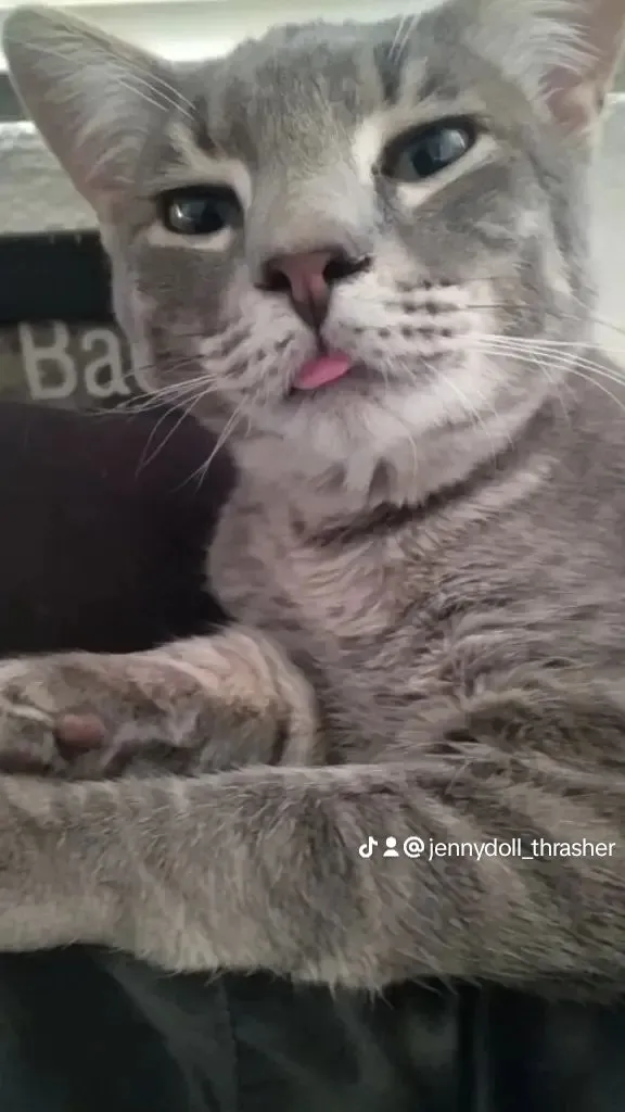 Beerus - 1251 S Mesa Dr, Mesa