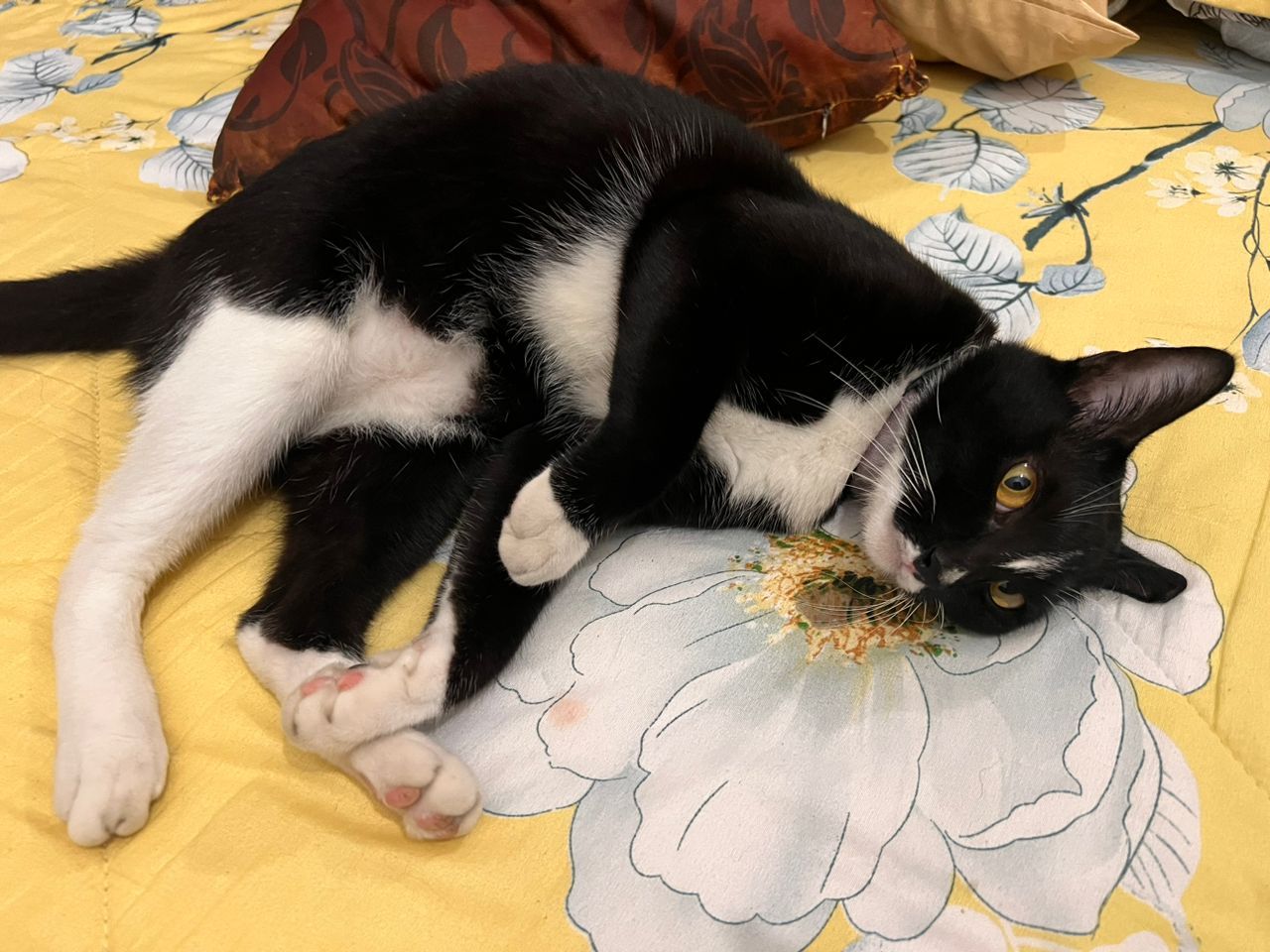 Fify - 81100, Johor Bahru