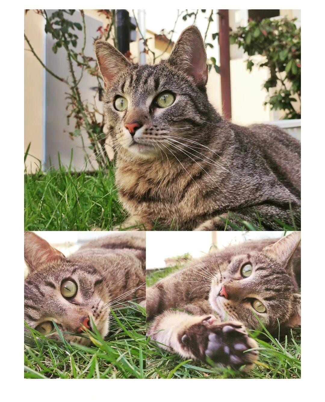 Tiger  - 06217, Merseburg