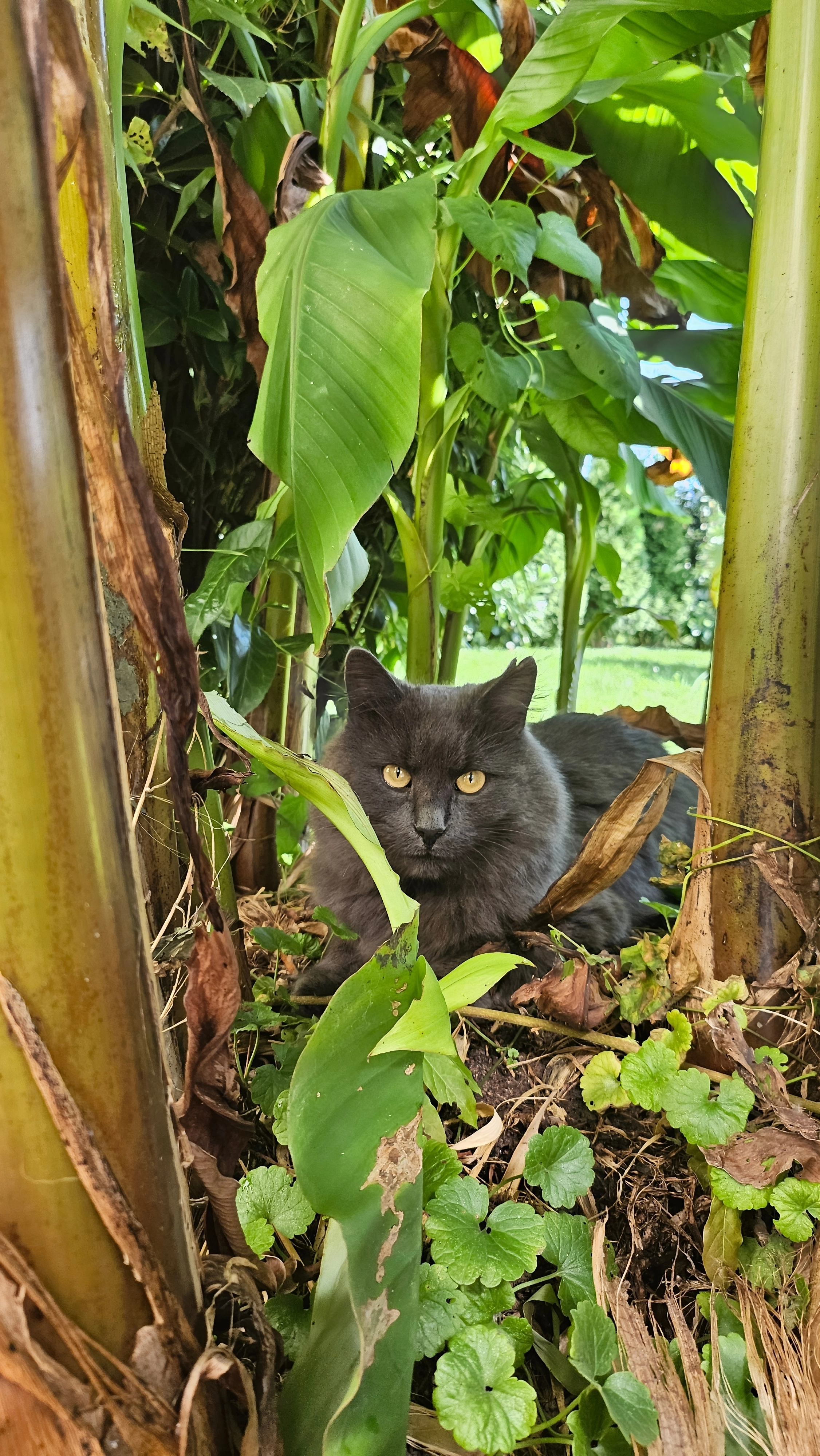 Mio - Aich, Pischelsdorf am Engelbach