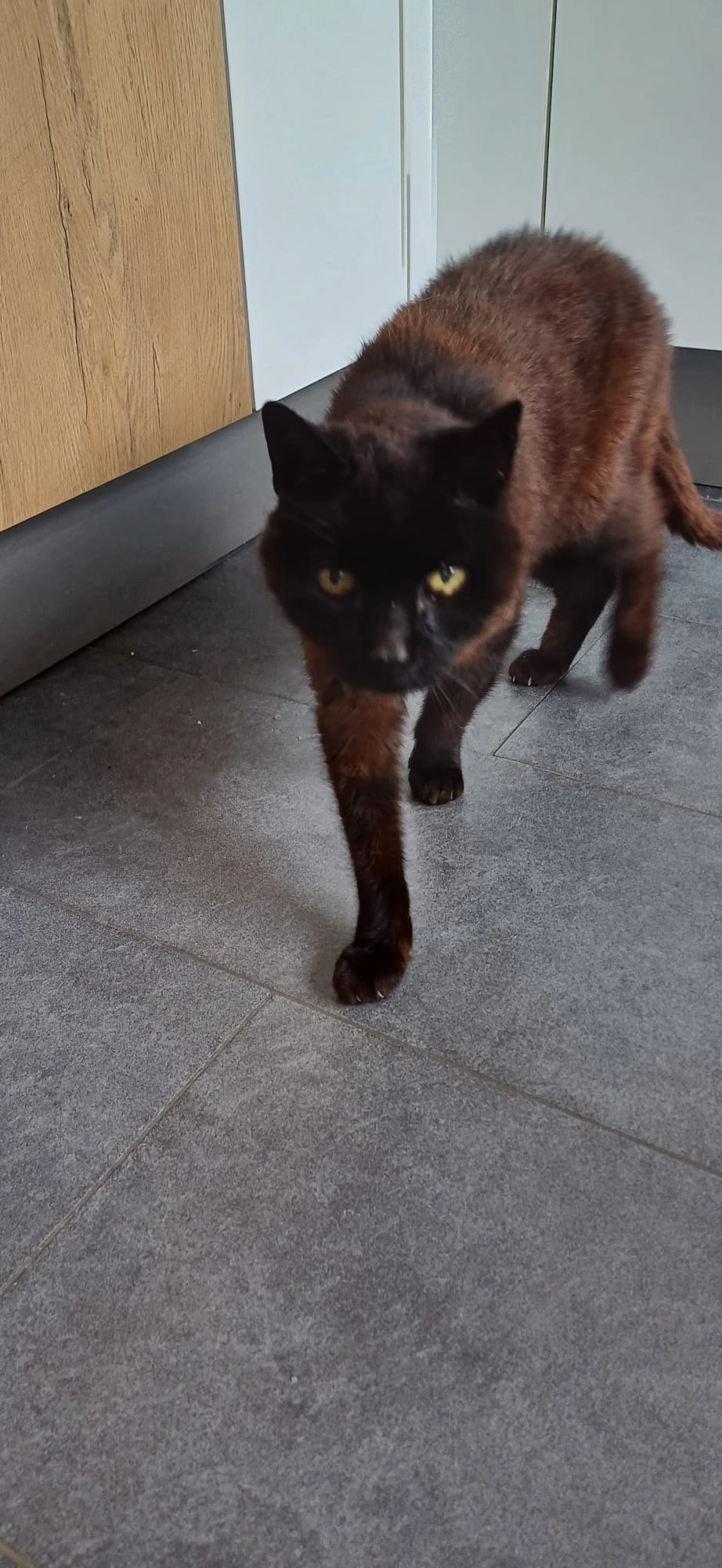 Billie - Pieter Duvelaer van Campenstraat, Middelburg