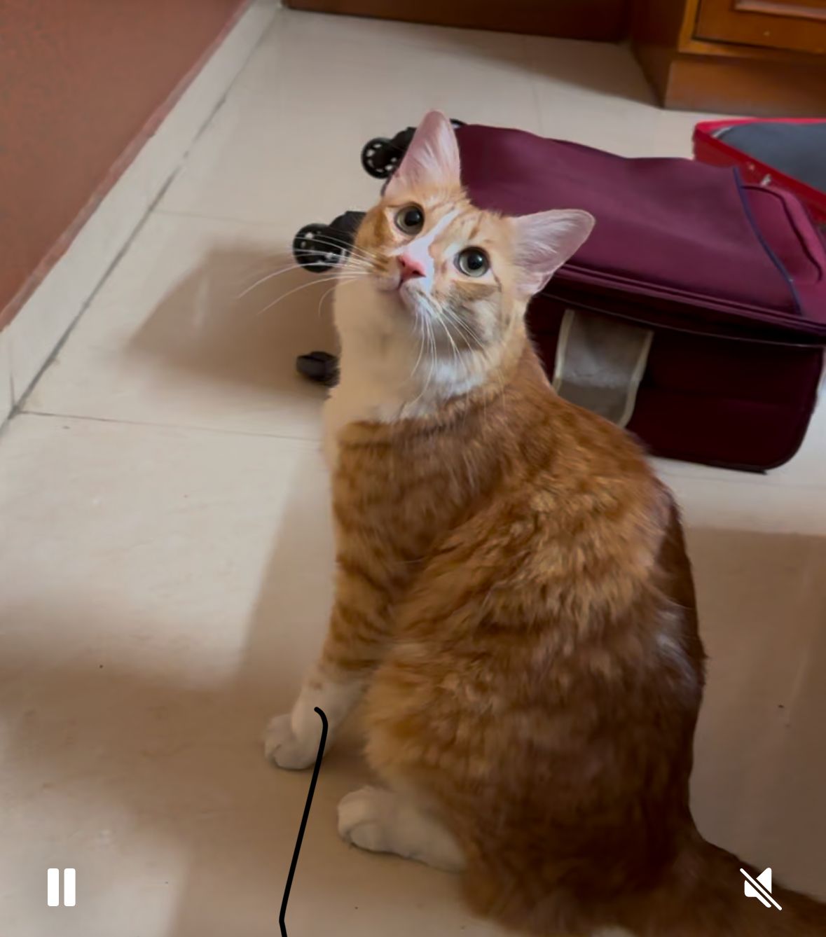 Milo - 4th Cross Road, Bengaluru