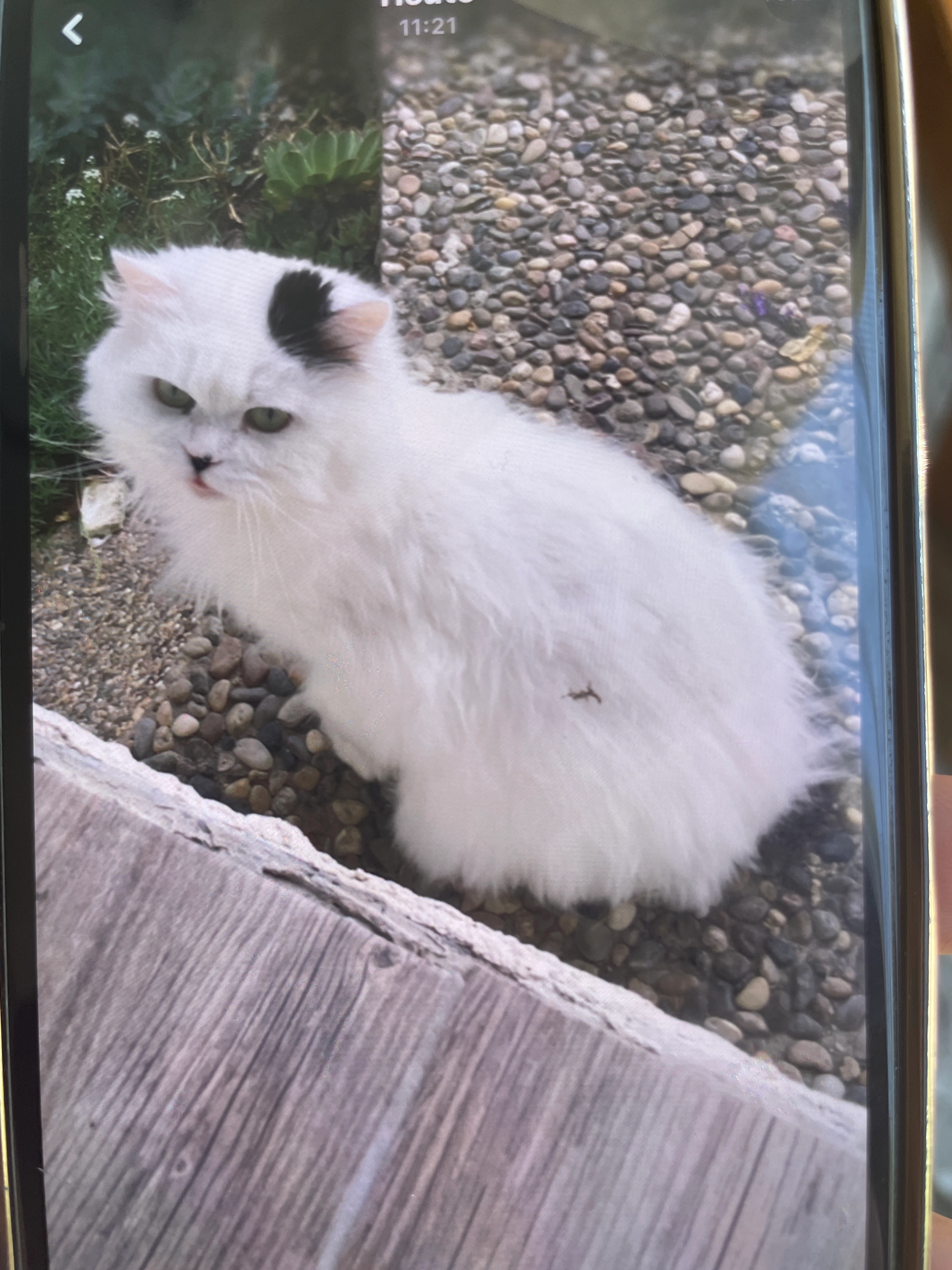 Malayka - Vorwerkstraße, Philippsburg