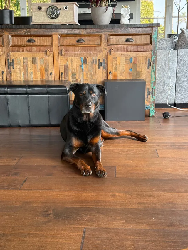 Mowgli - 2060 Evergreen St, San Diego