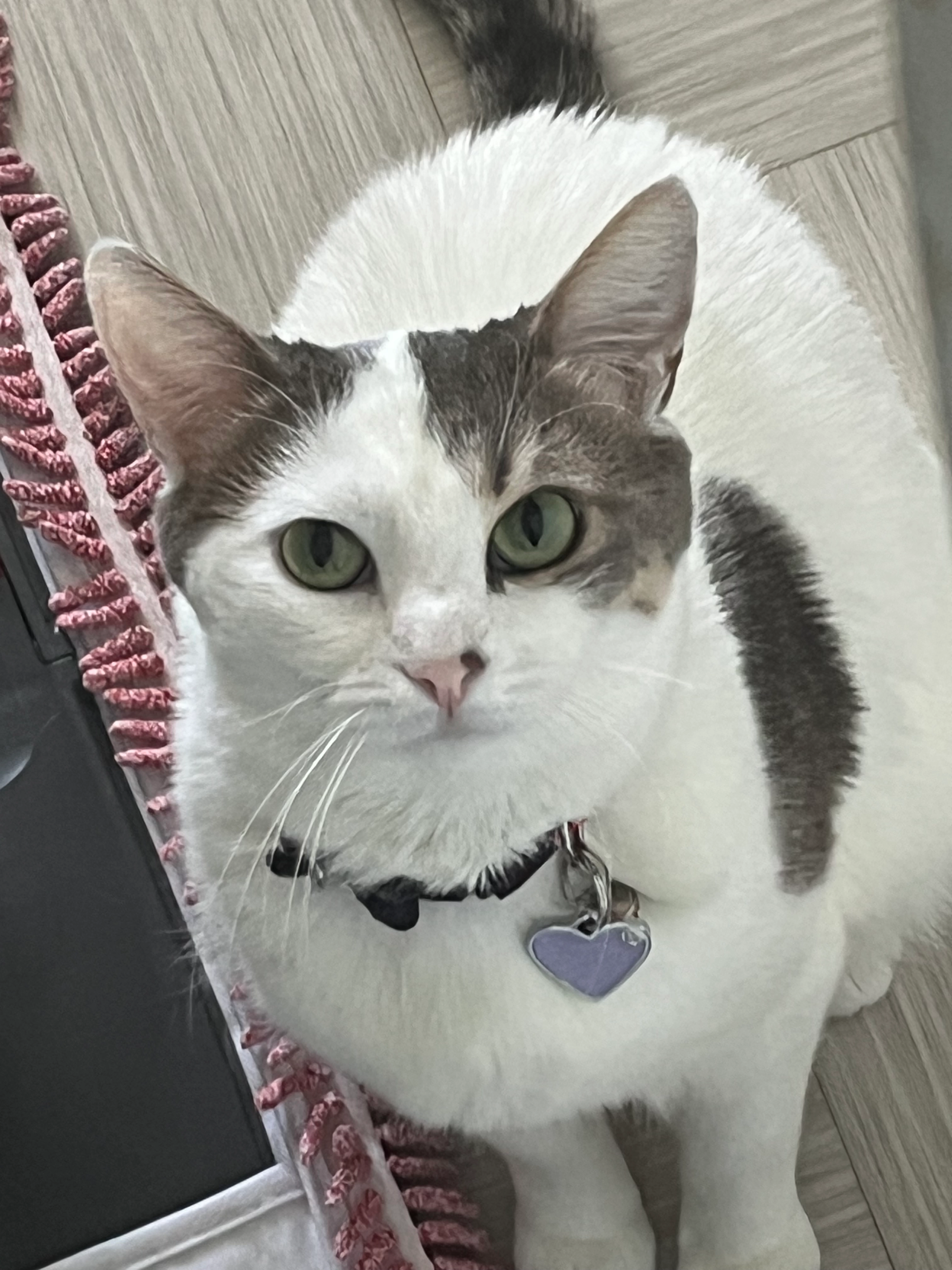 Armanie  - Avenue des Suisses, Saint-Raphaël