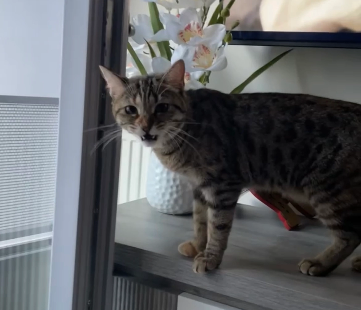 Myra  - 10 Avenue Aristide Briand, Les Pavillons-sous-Bois