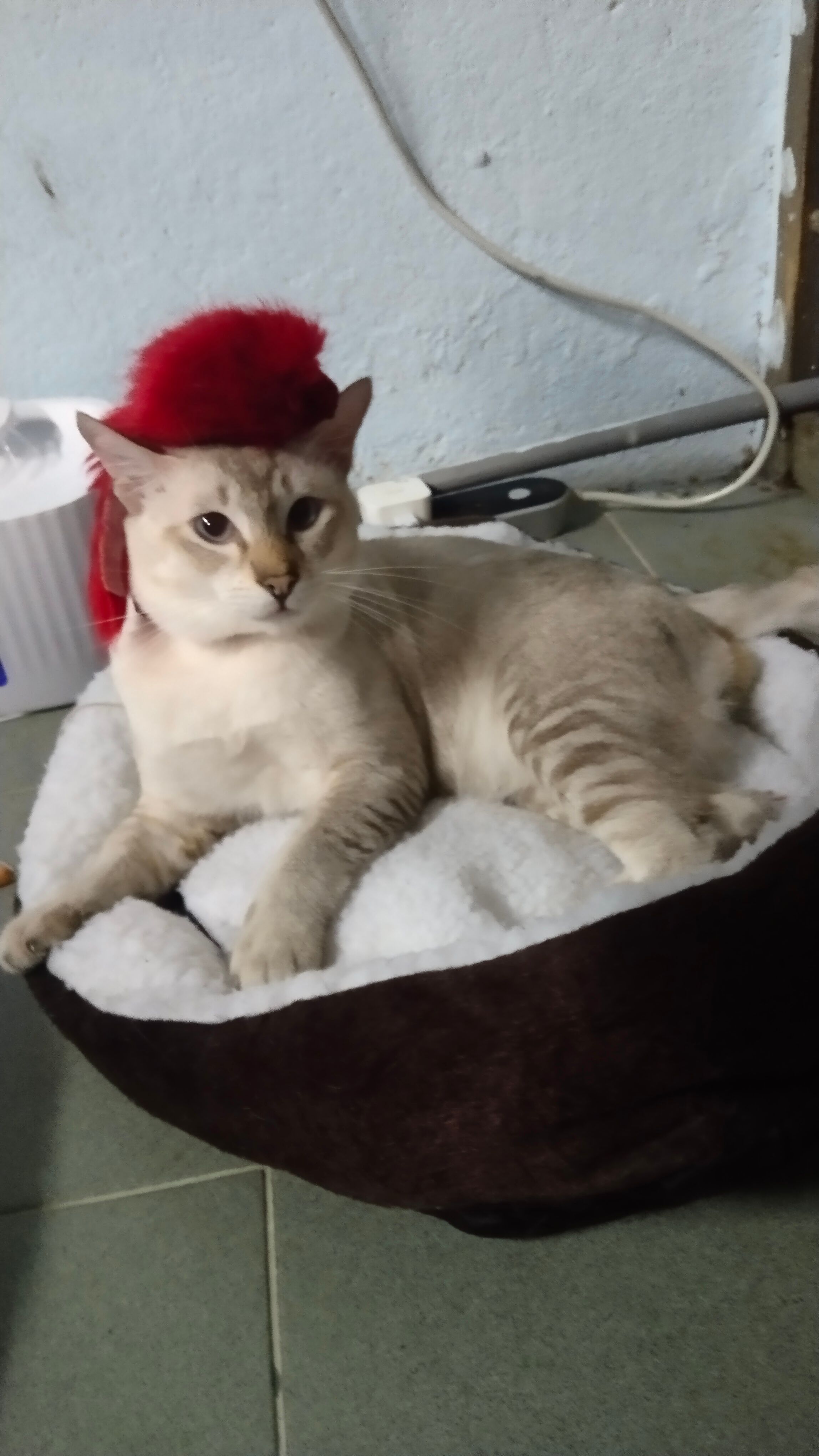 Thor - 43900, Sepang District