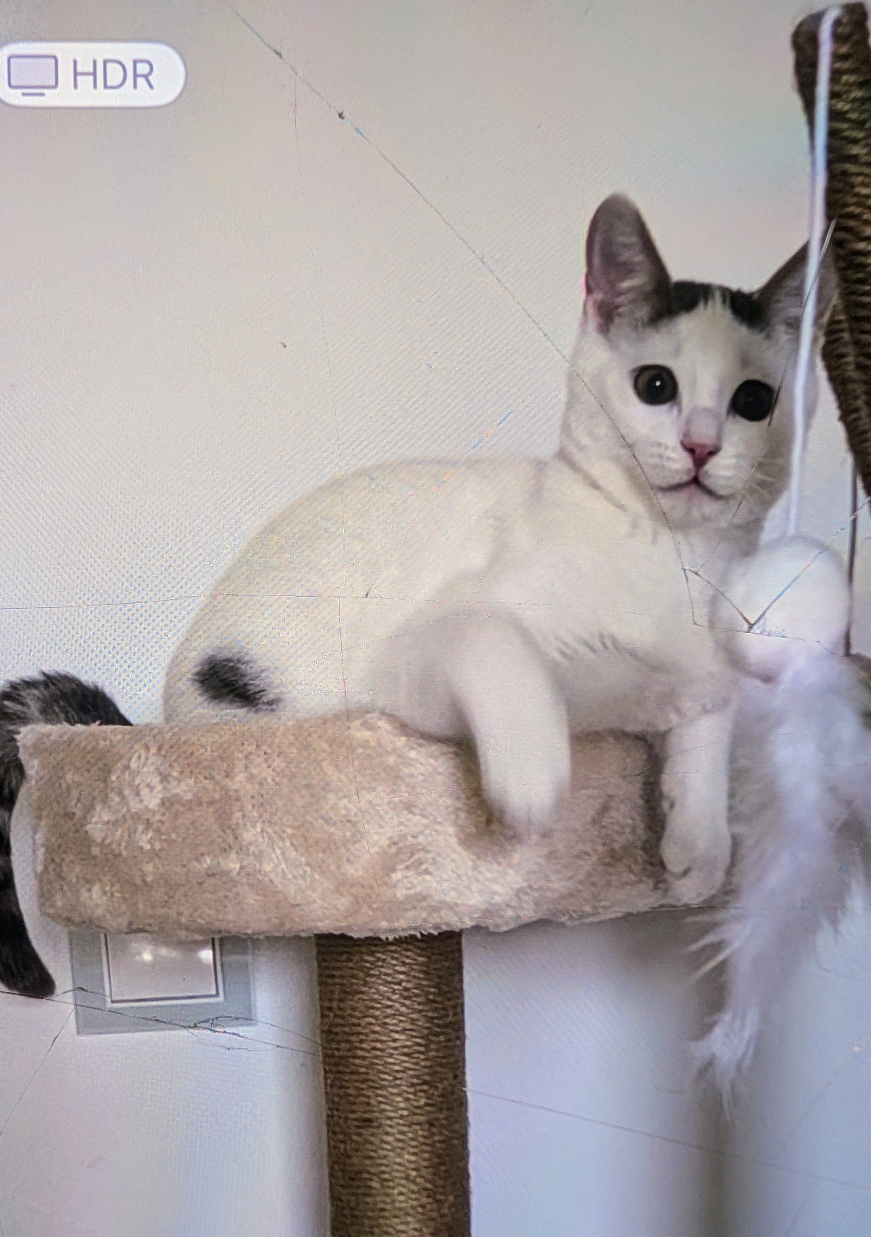 Benny - Gärtnerstraße, Schifferstadt