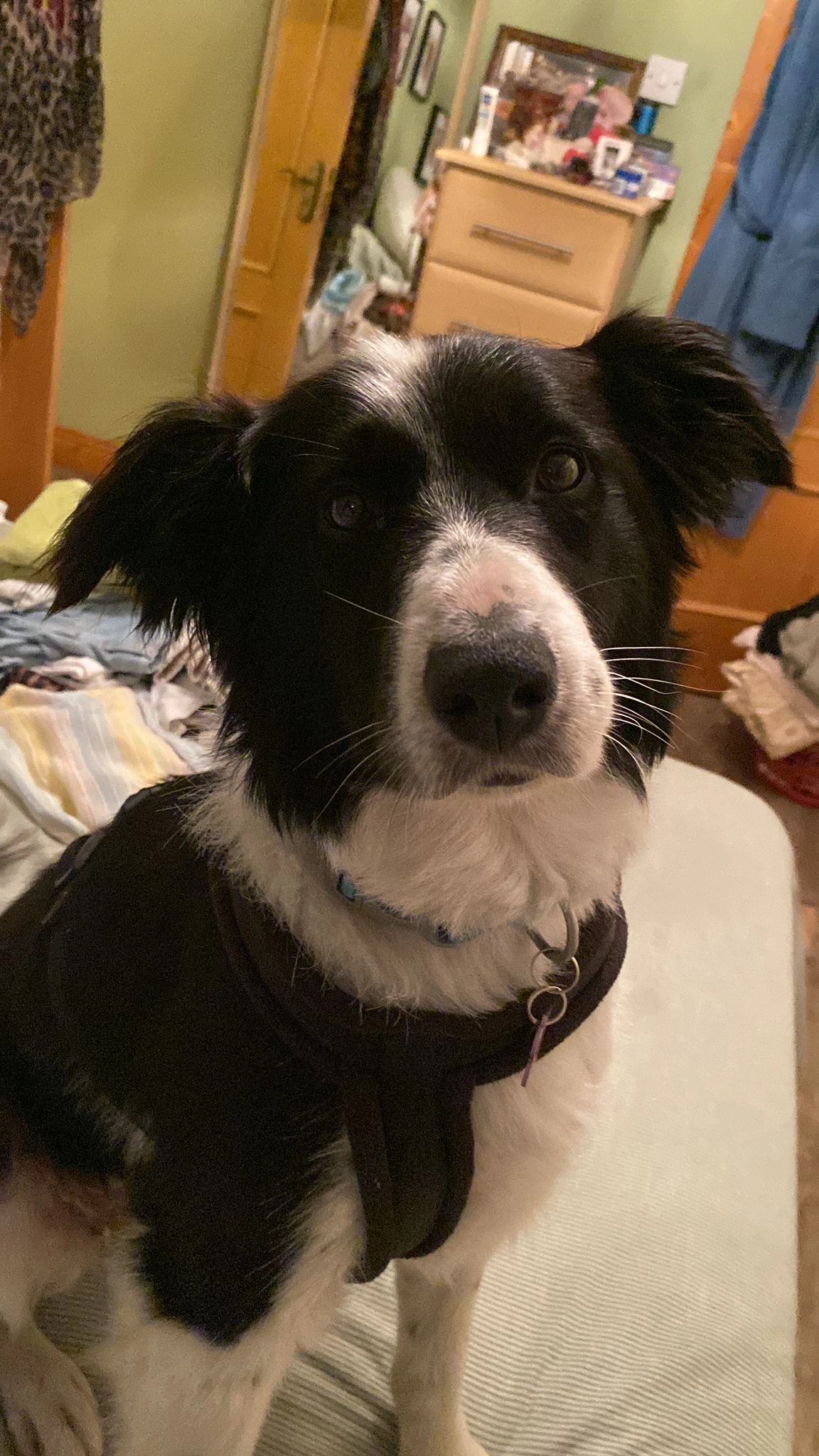 Nell - Baldurgan Farm,Ballyboughal, Dublin