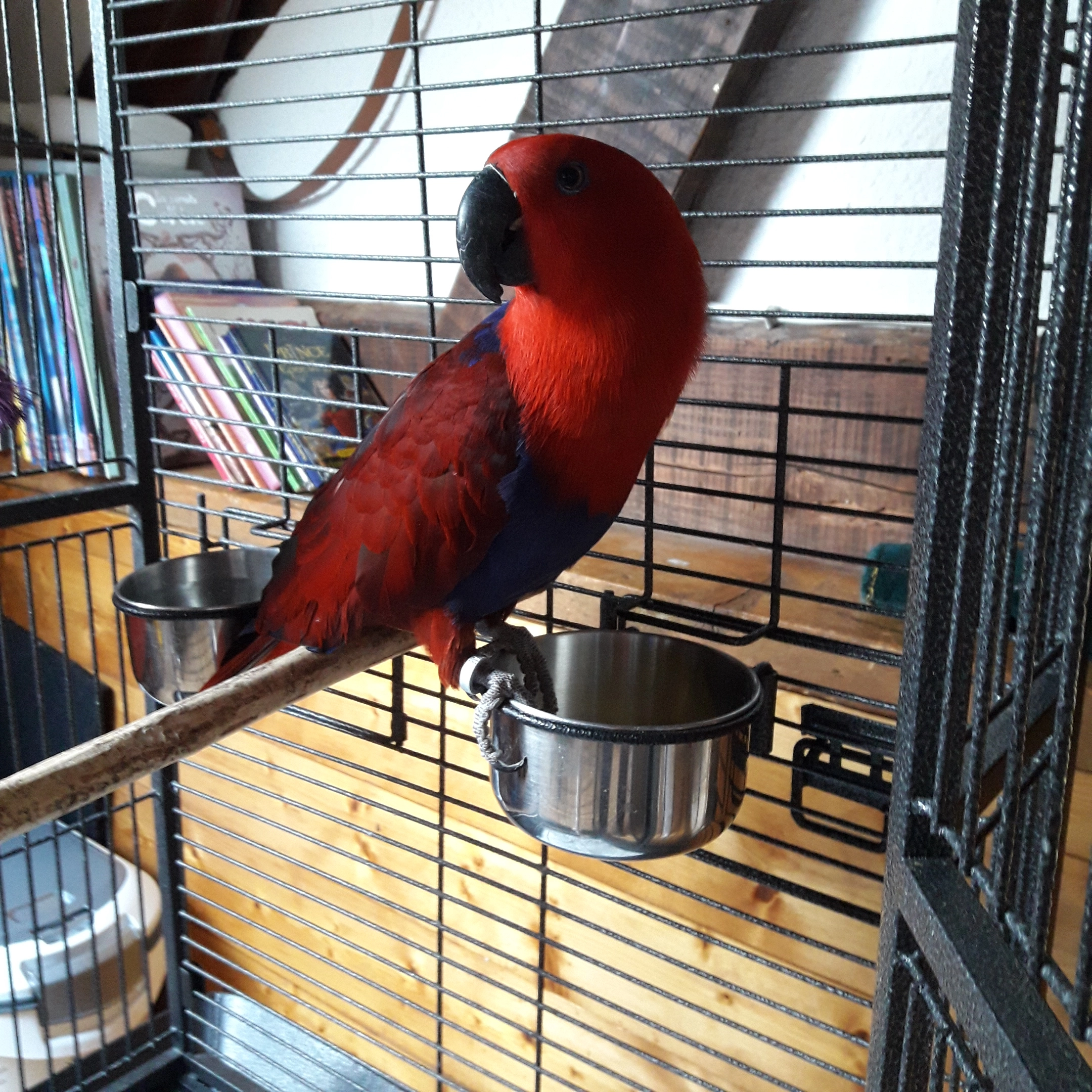 Rubi - Allée de la Lauzière, Chamousset