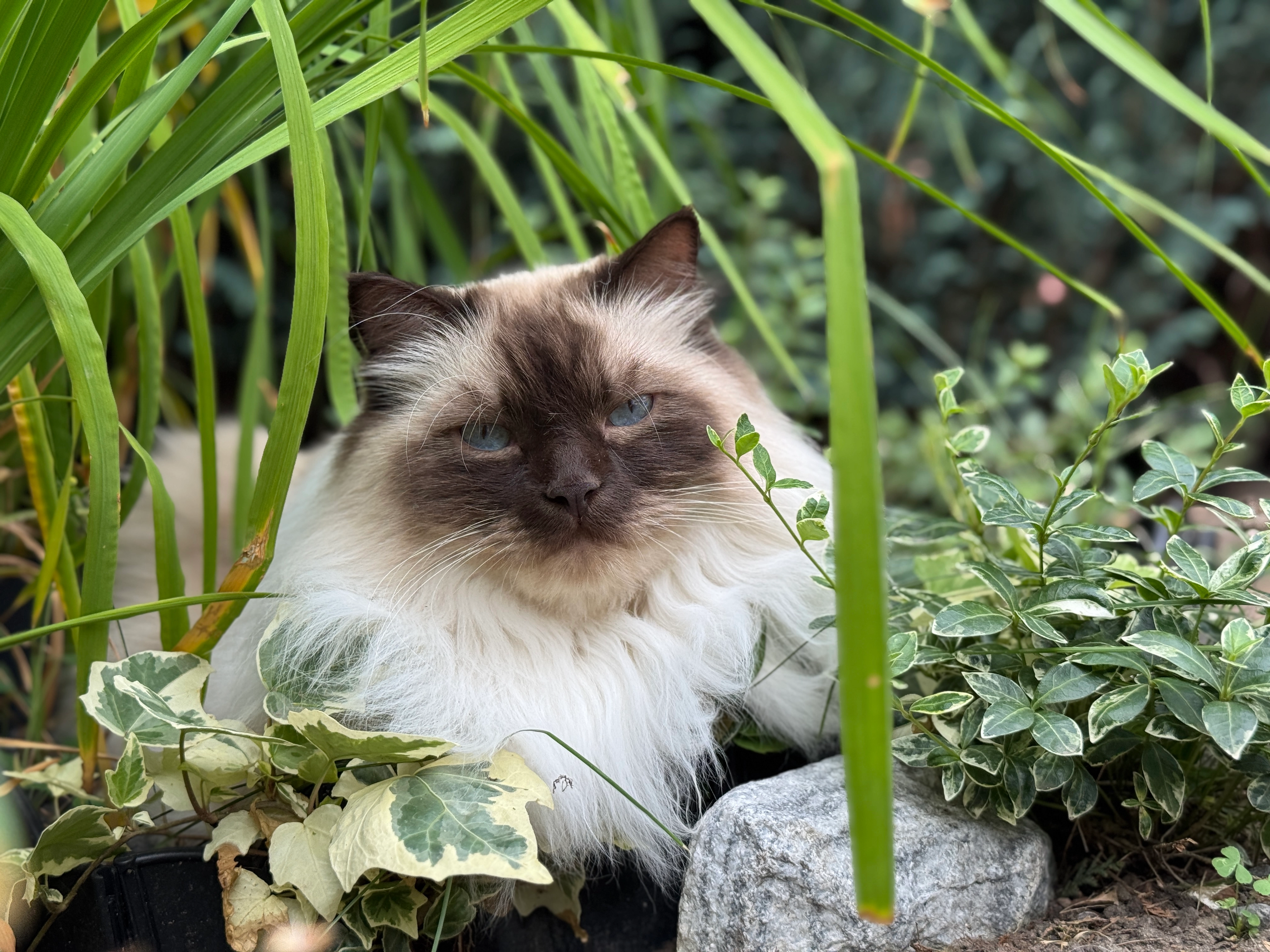 Bounty - Landwehrriethe, Garbsen