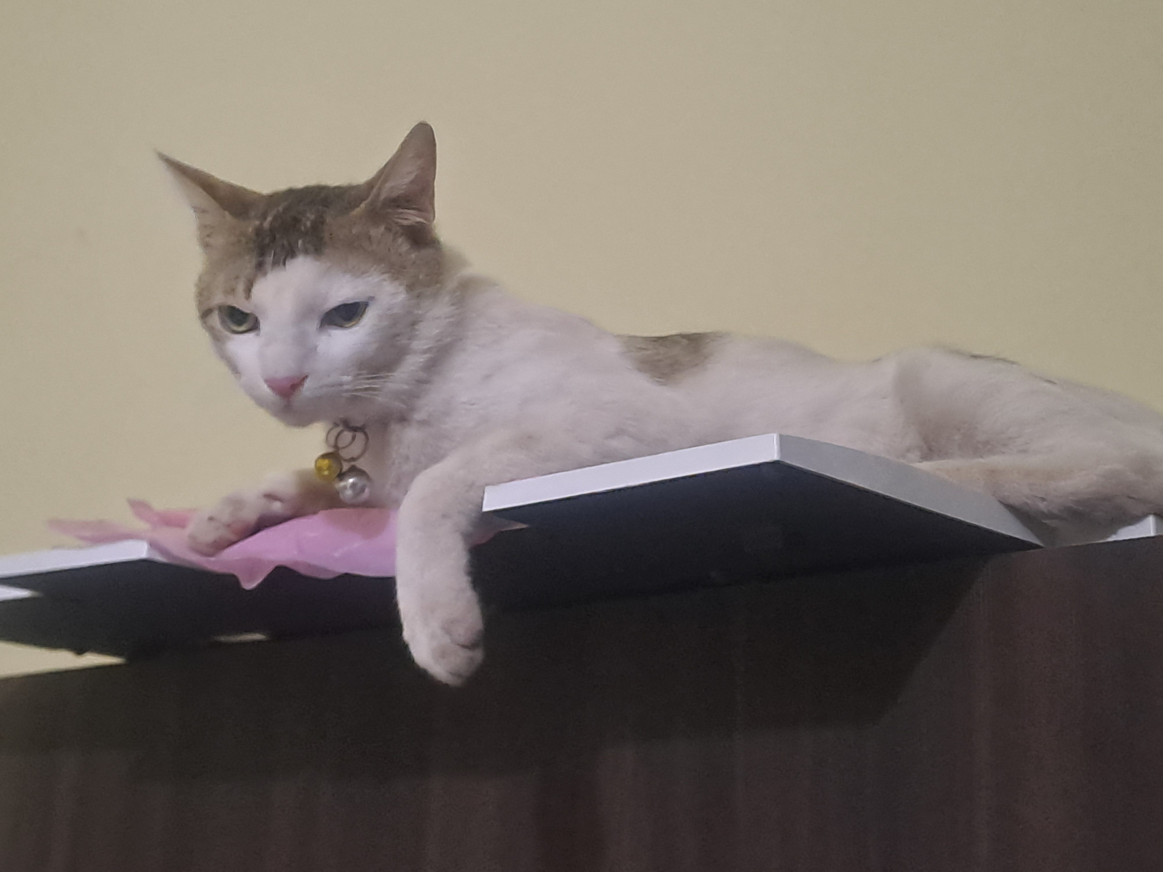 चीनी  - Chura Gali, Patna