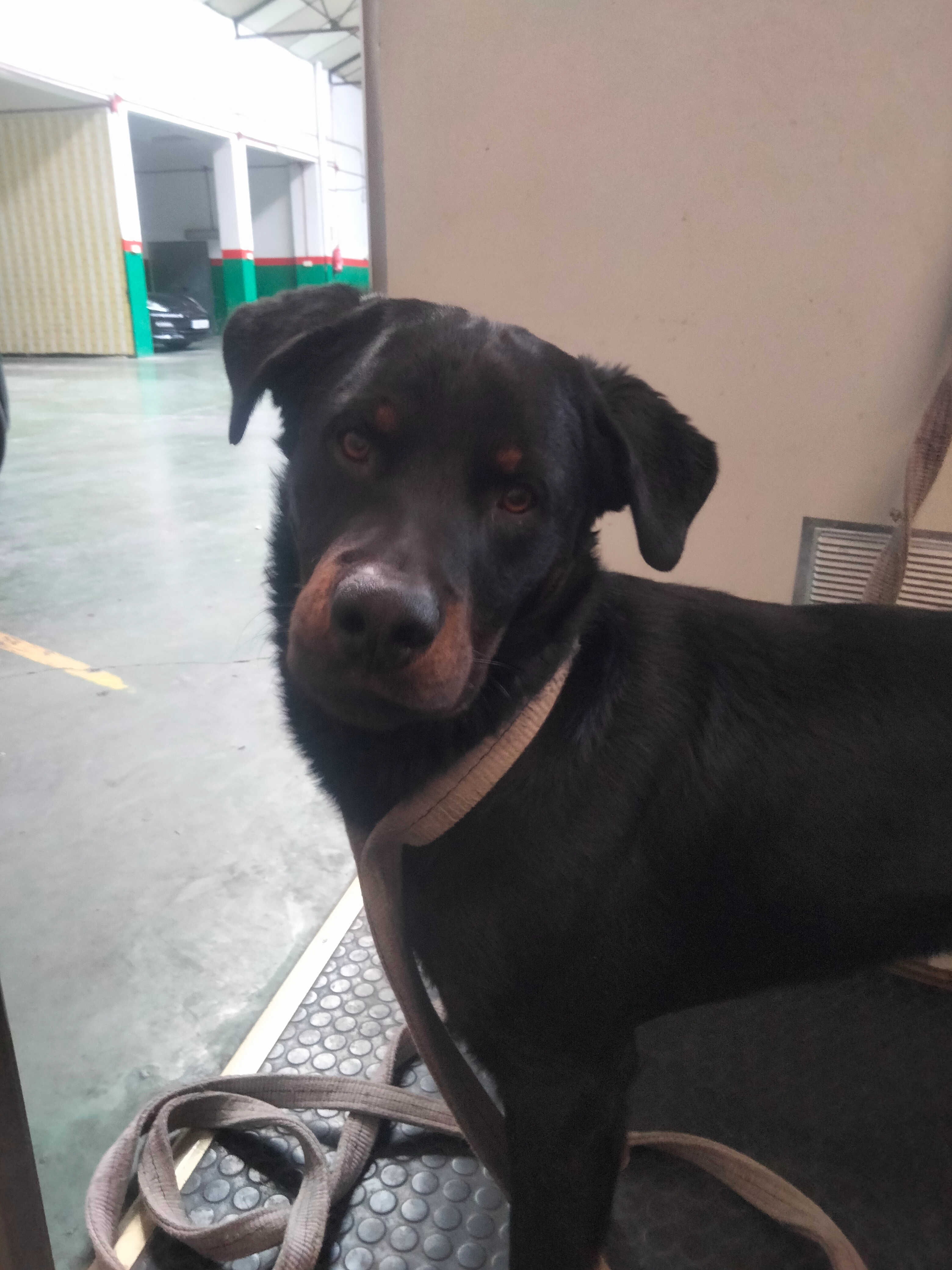 Tyson - Camino del Camping la Pirámide, Torrent