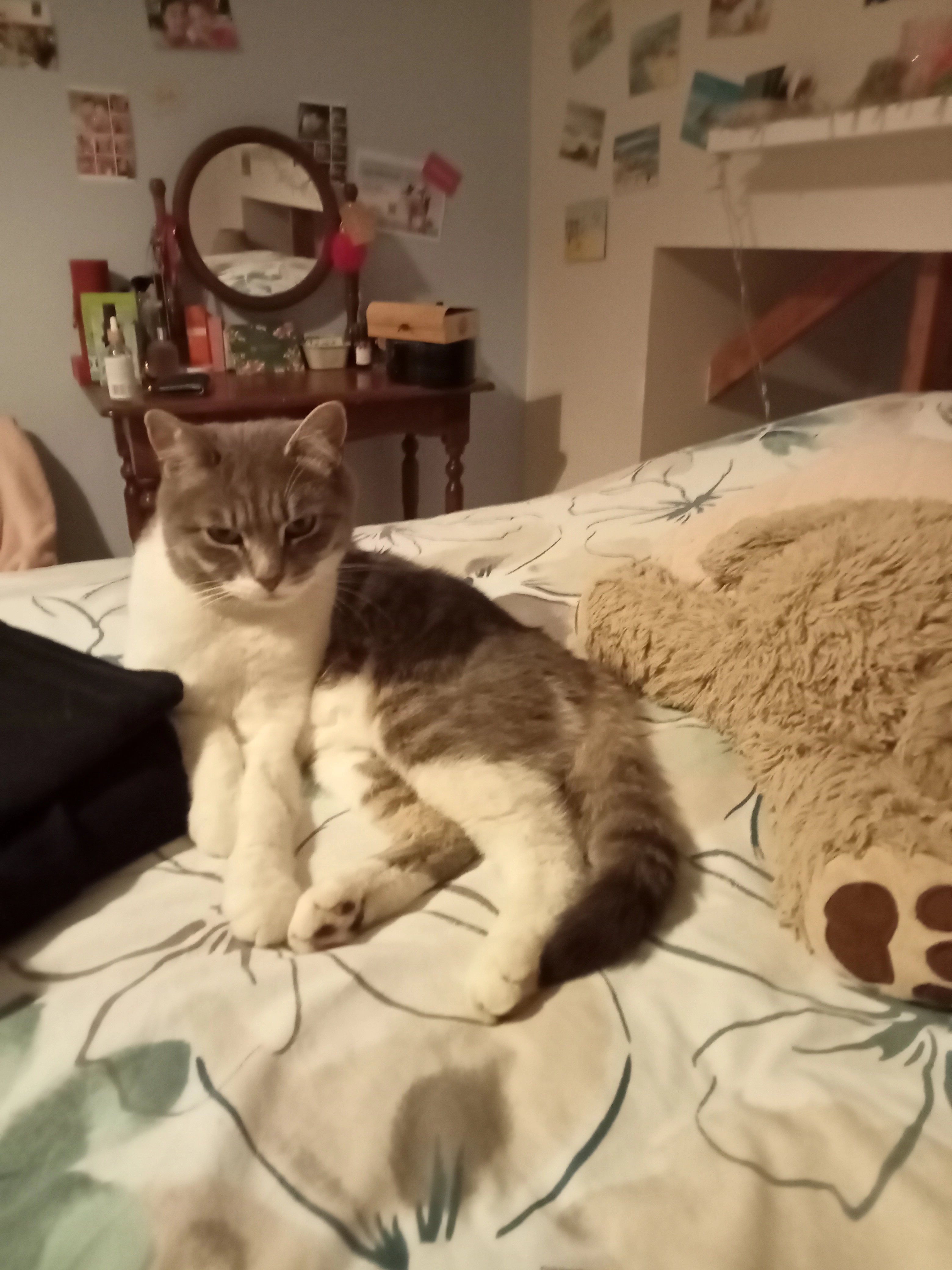 Coquin - 6 Rue des Thuyas, Moëlan-sur-Mer