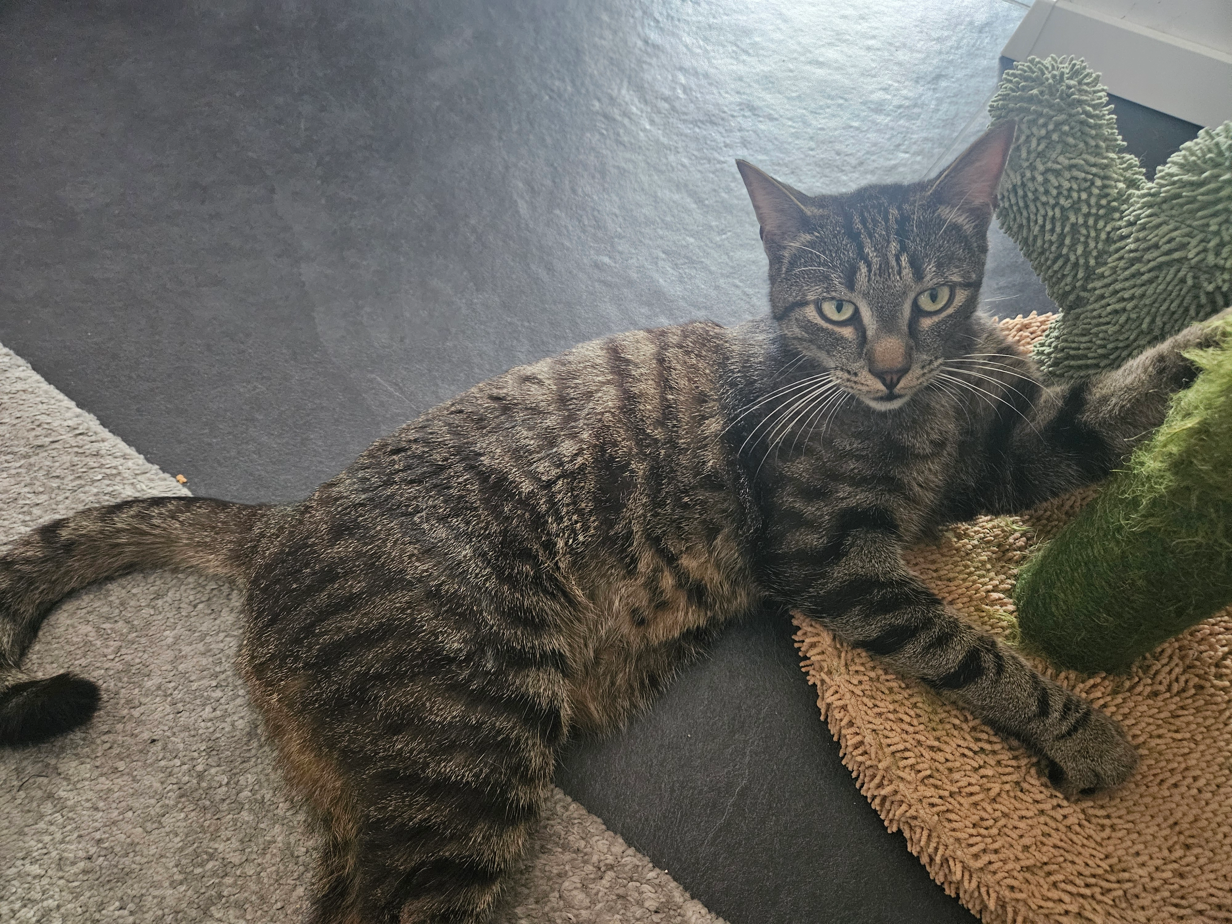 CARLO - Weingartenstraße, Renchen