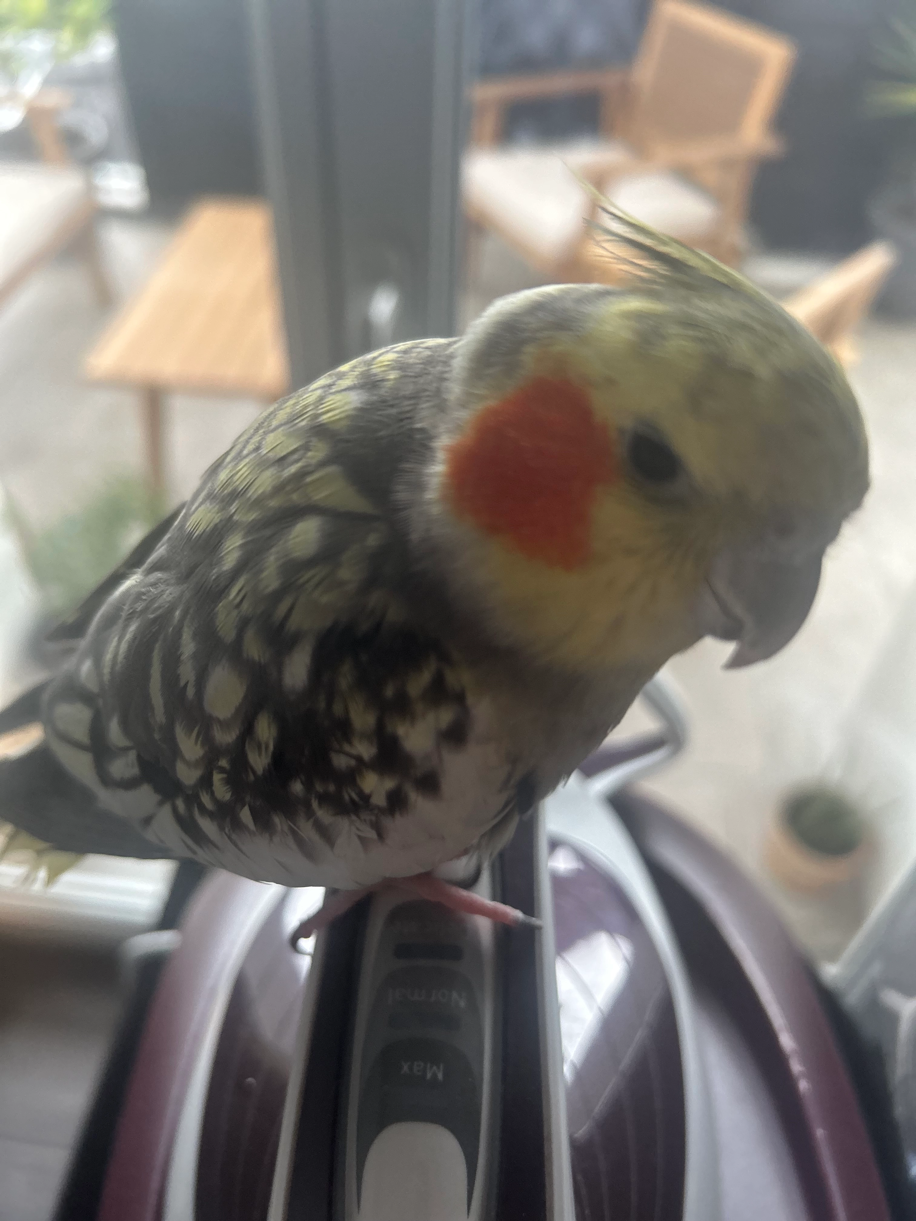 Mimo(aussi appellé Mimolette) - 27 Rue du Bochet, Tignieu-Jameyzieu