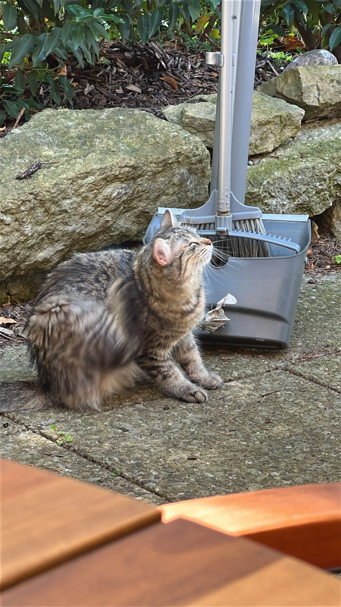 Lizzy  - Lachenstrasse 34, Bachenbülach
