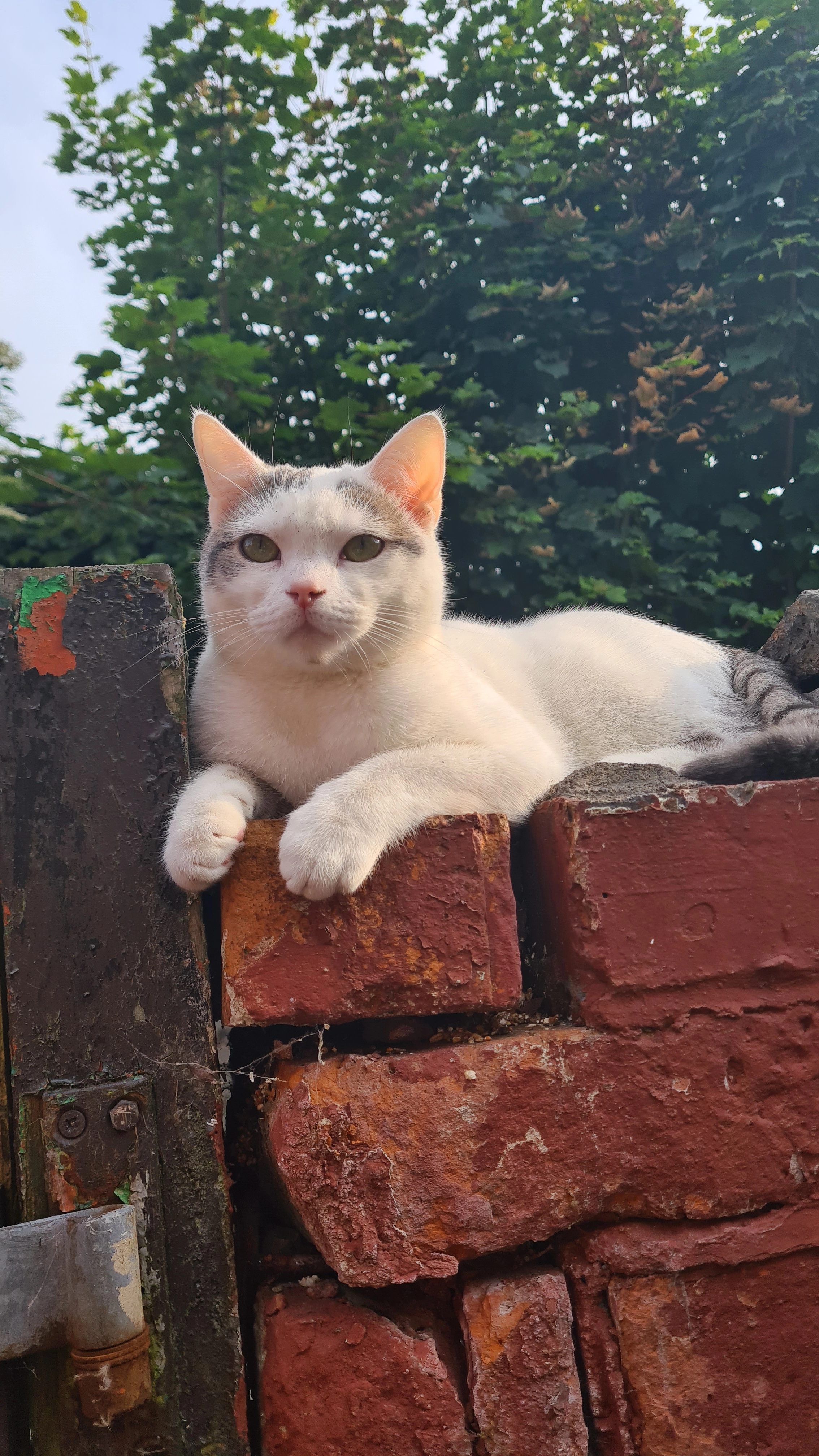 Reggie - Hook Street, Wigan