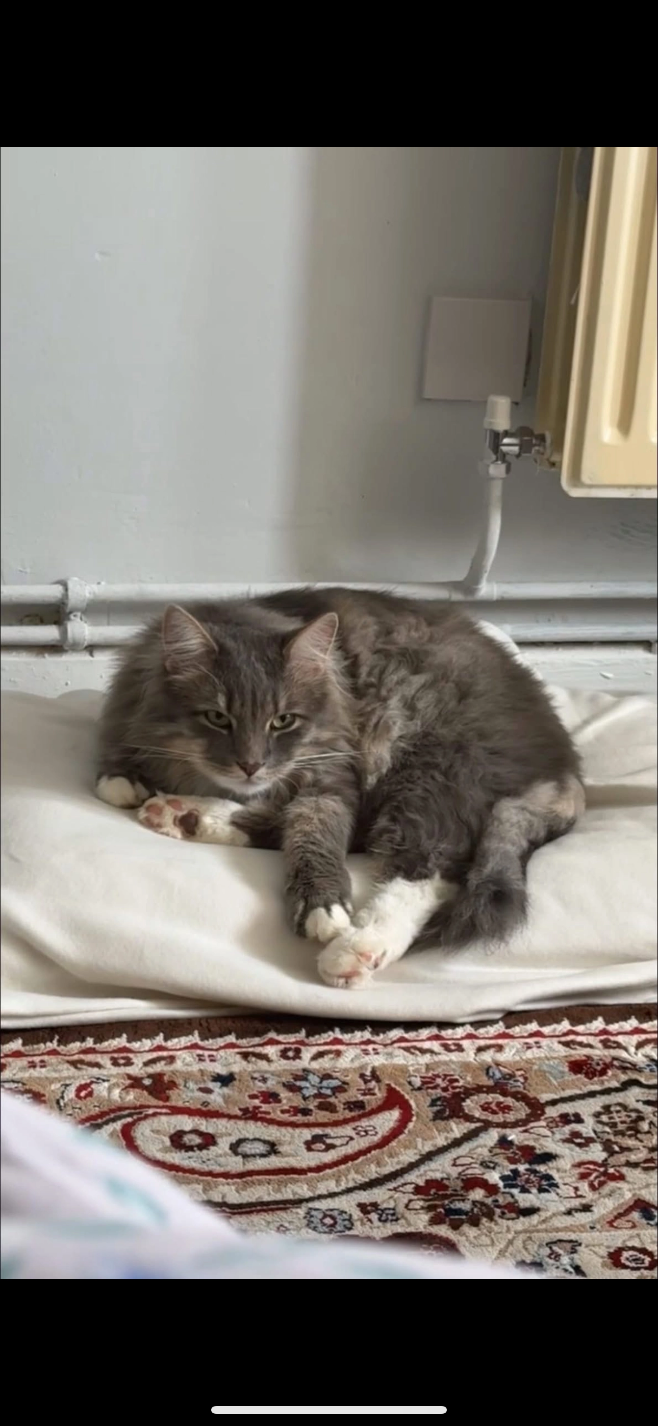 Luvi - Stacey Bushes, Milton Keynes