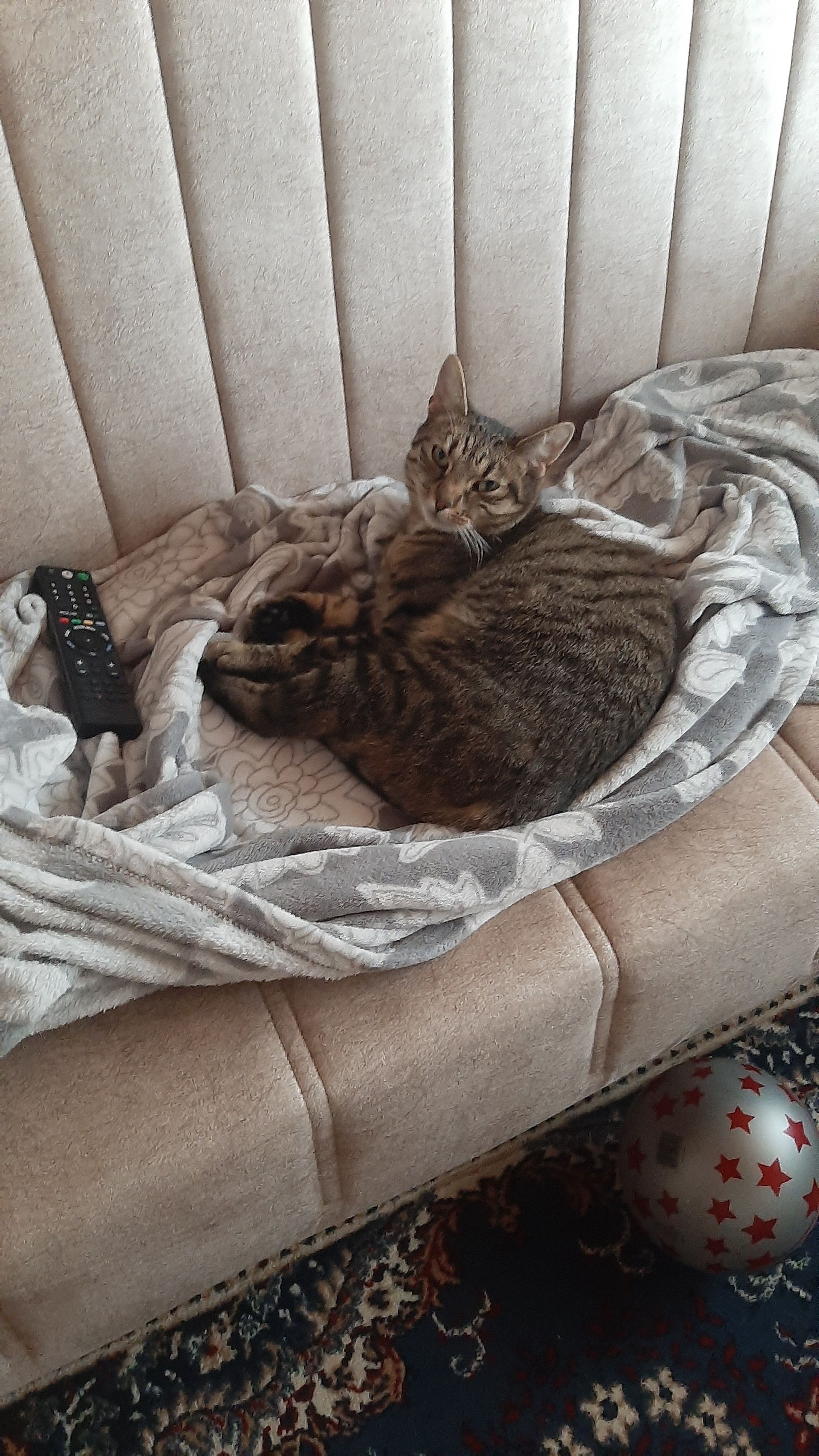 Mischi - 24229, Dänischenhagen