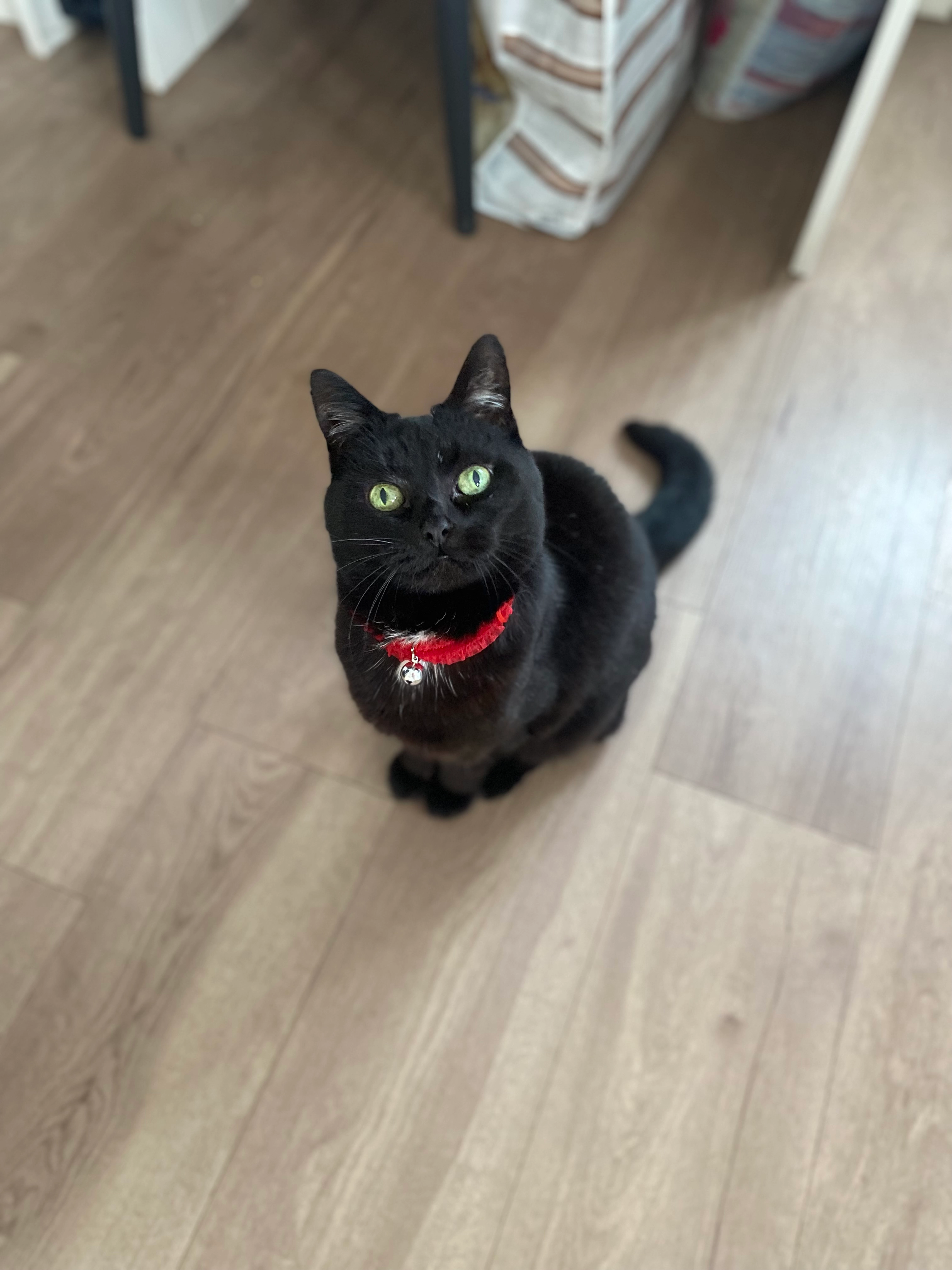 Dora - Lincoln Close, Alfreton