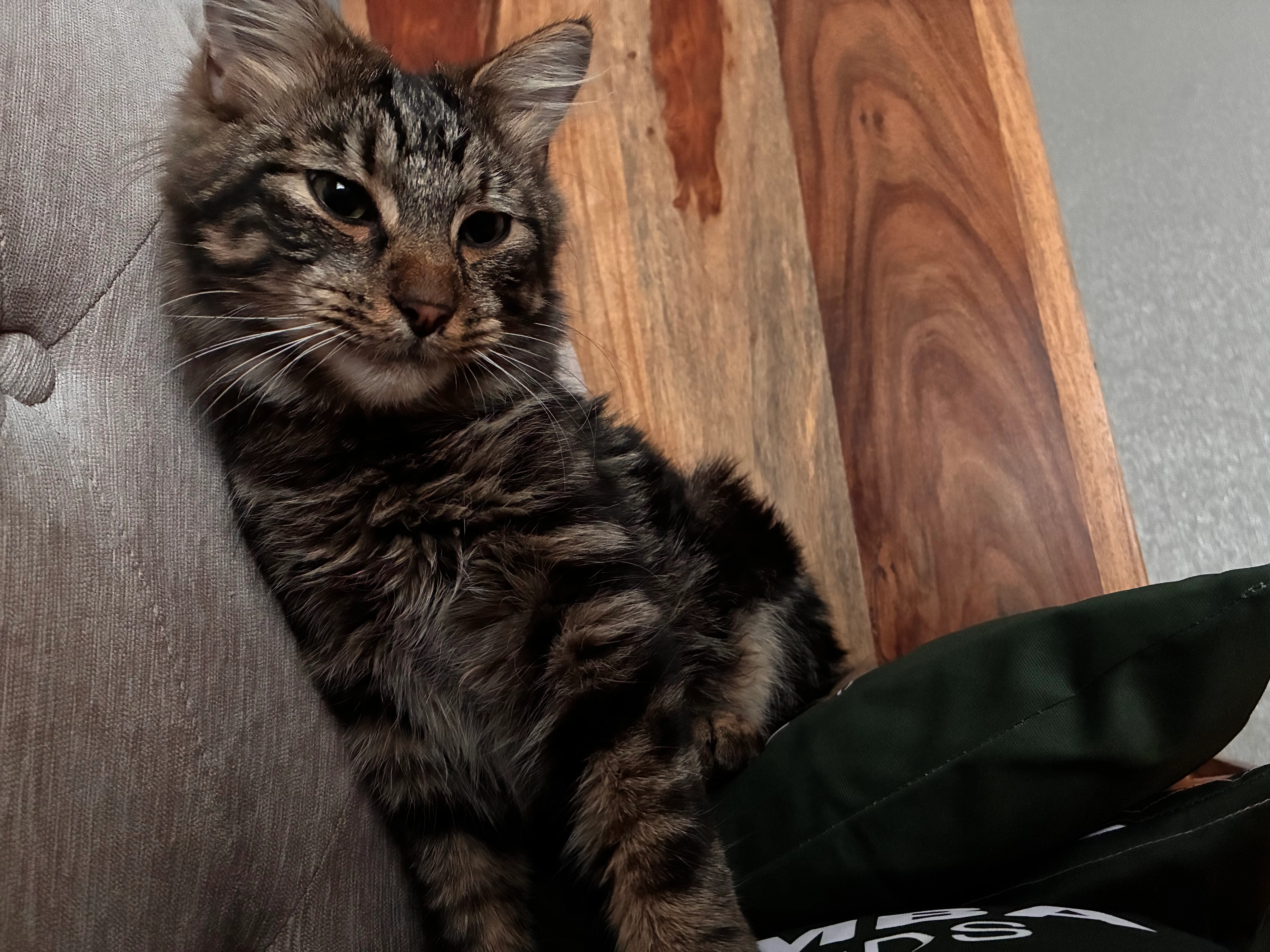 Scar - Rannoch Road, Edinburgh