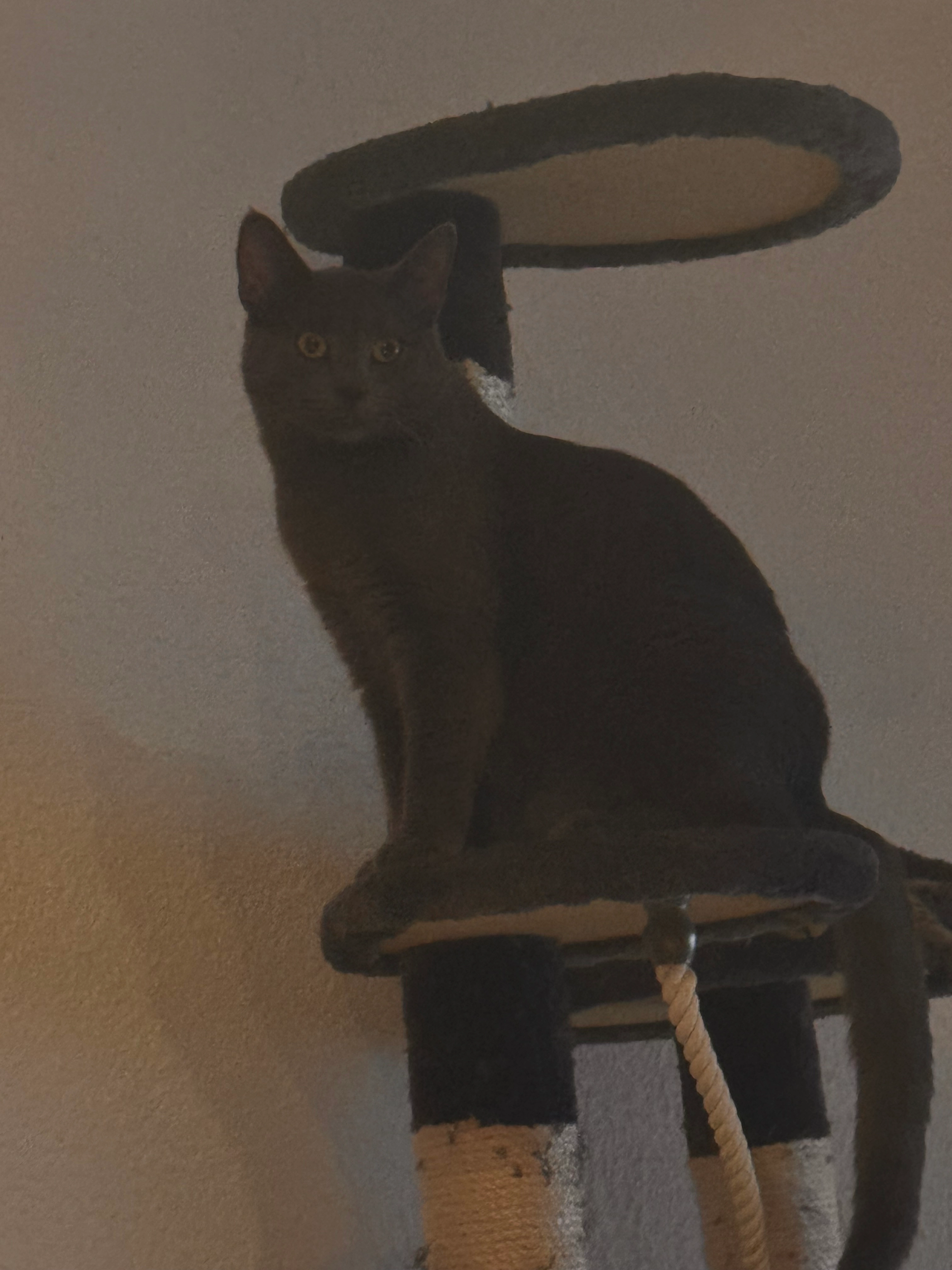 Lilly  - Hahnstraße, Remshalden