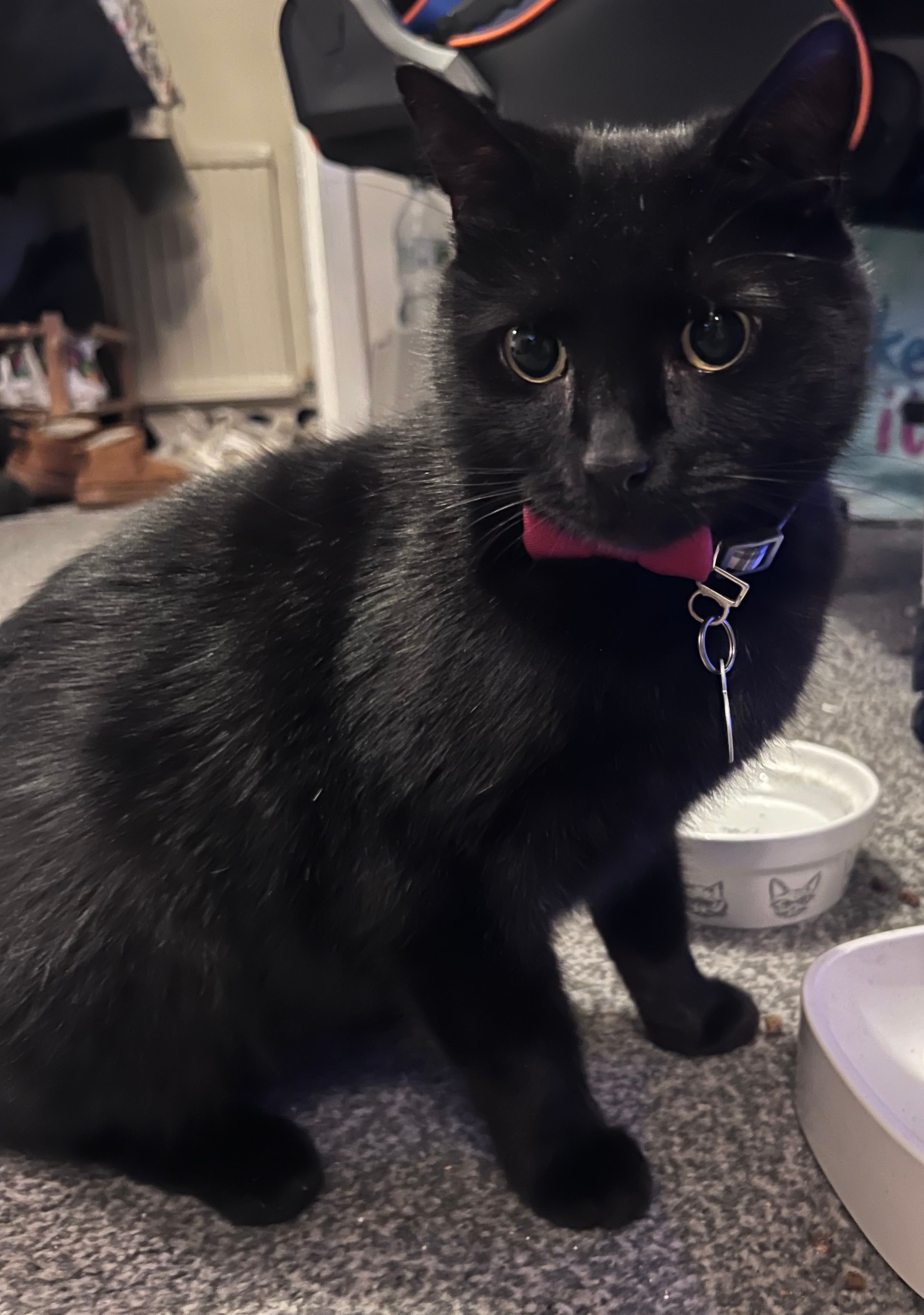 kuro - Castle Street, Cambridge