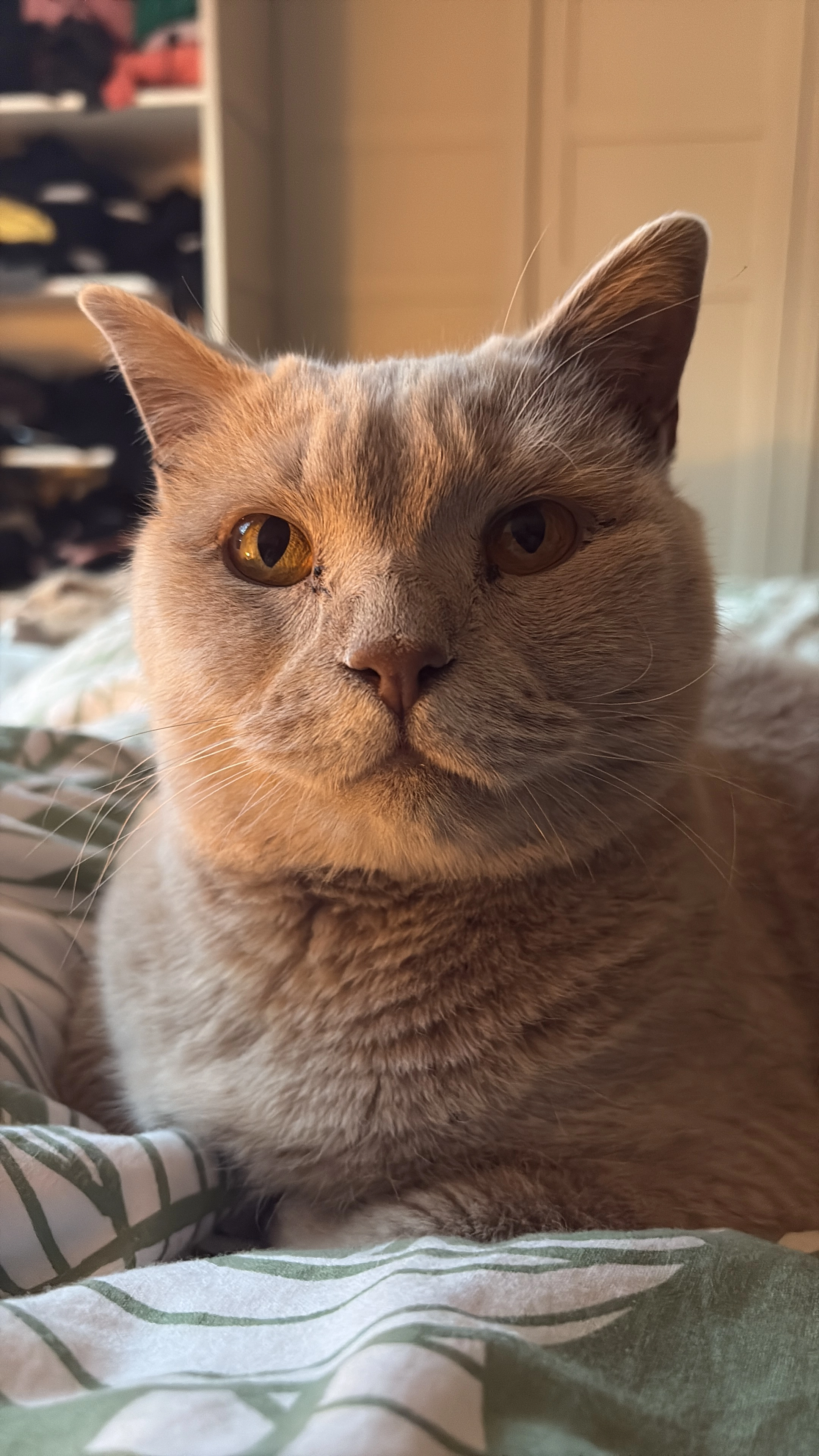 Dobby - Torenstraat, Zandhoven