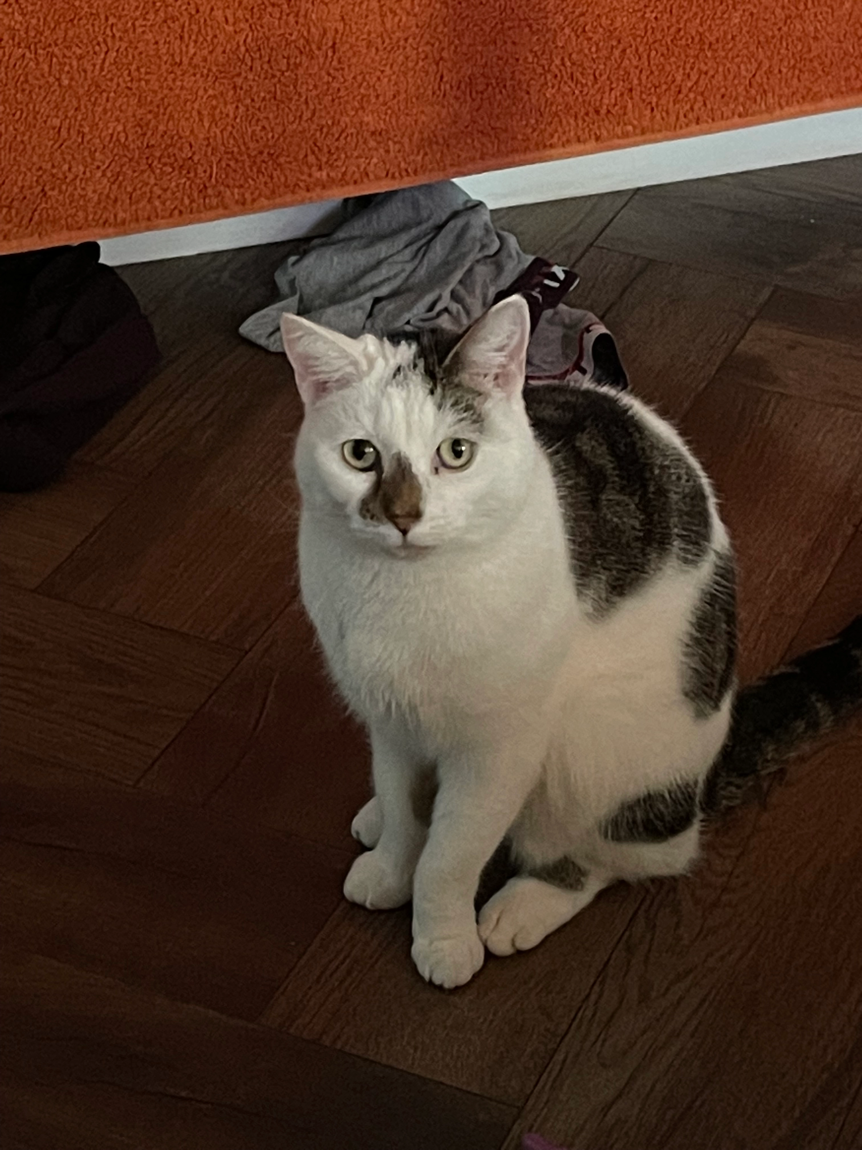 Lulu - CV5 6, Coventry