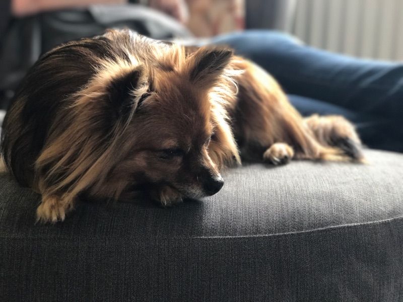 Poppy - Paine Road, Norwich