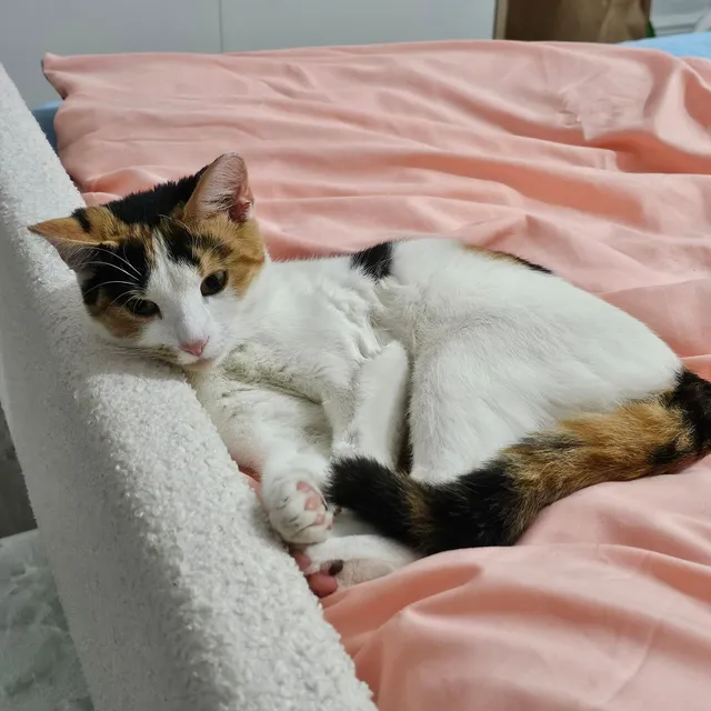 Bella - PE1 2NA, Peterborough