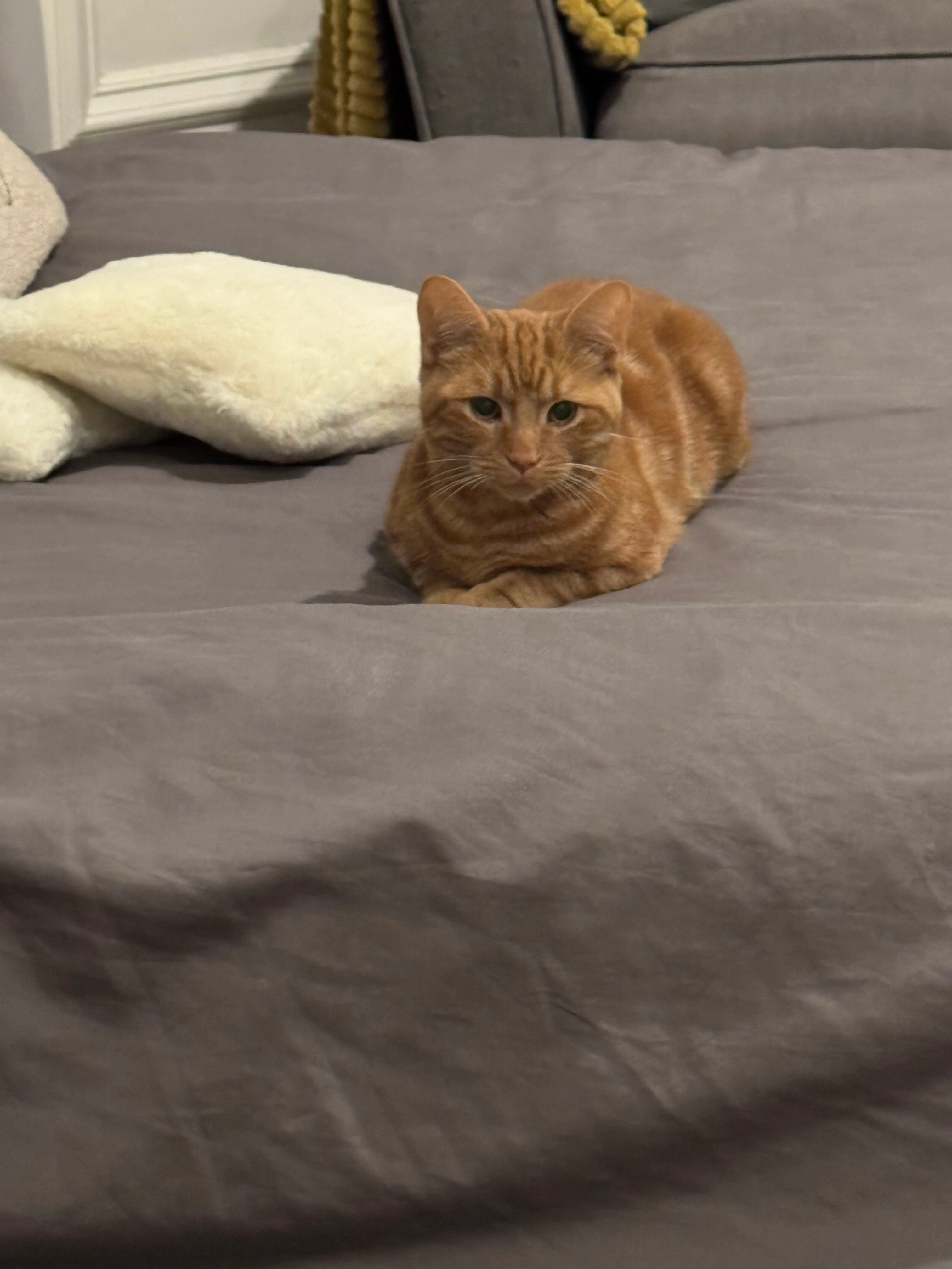 Barry - Roumania Drive, Llandudno