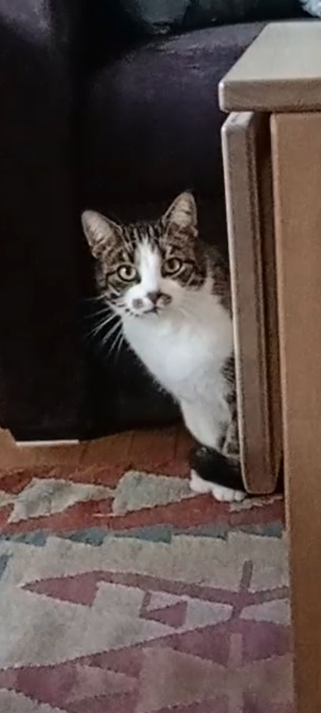 Puma - Blåmunkevej, Copenhagen