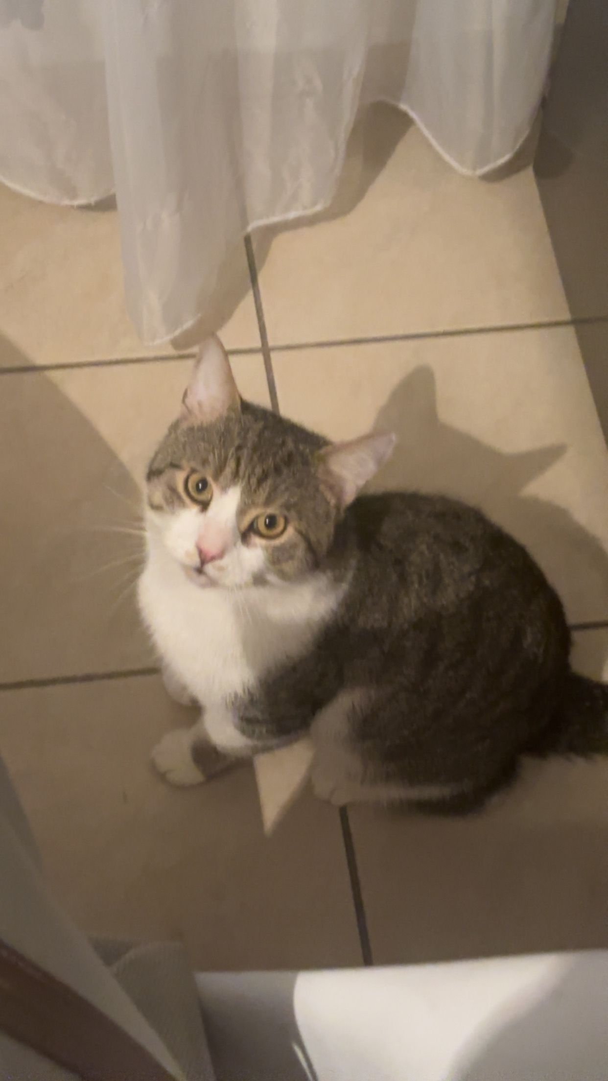 Papyon - Jacobistraße, Drebber