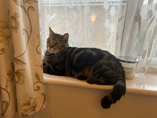 Simba  - Brookmead Drive, Wallingford