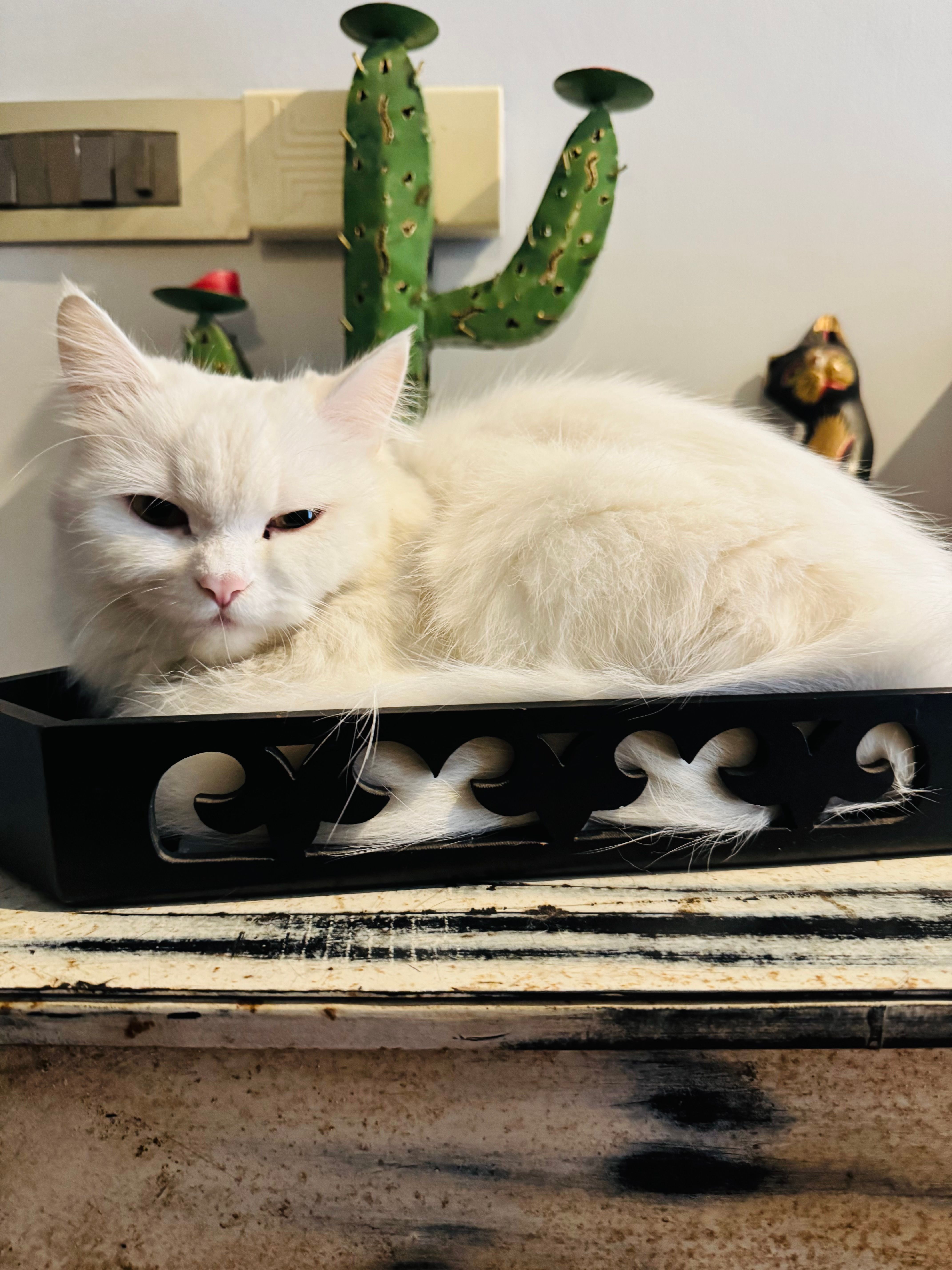 Bella - O.P. Sharda Marg, New Delhi