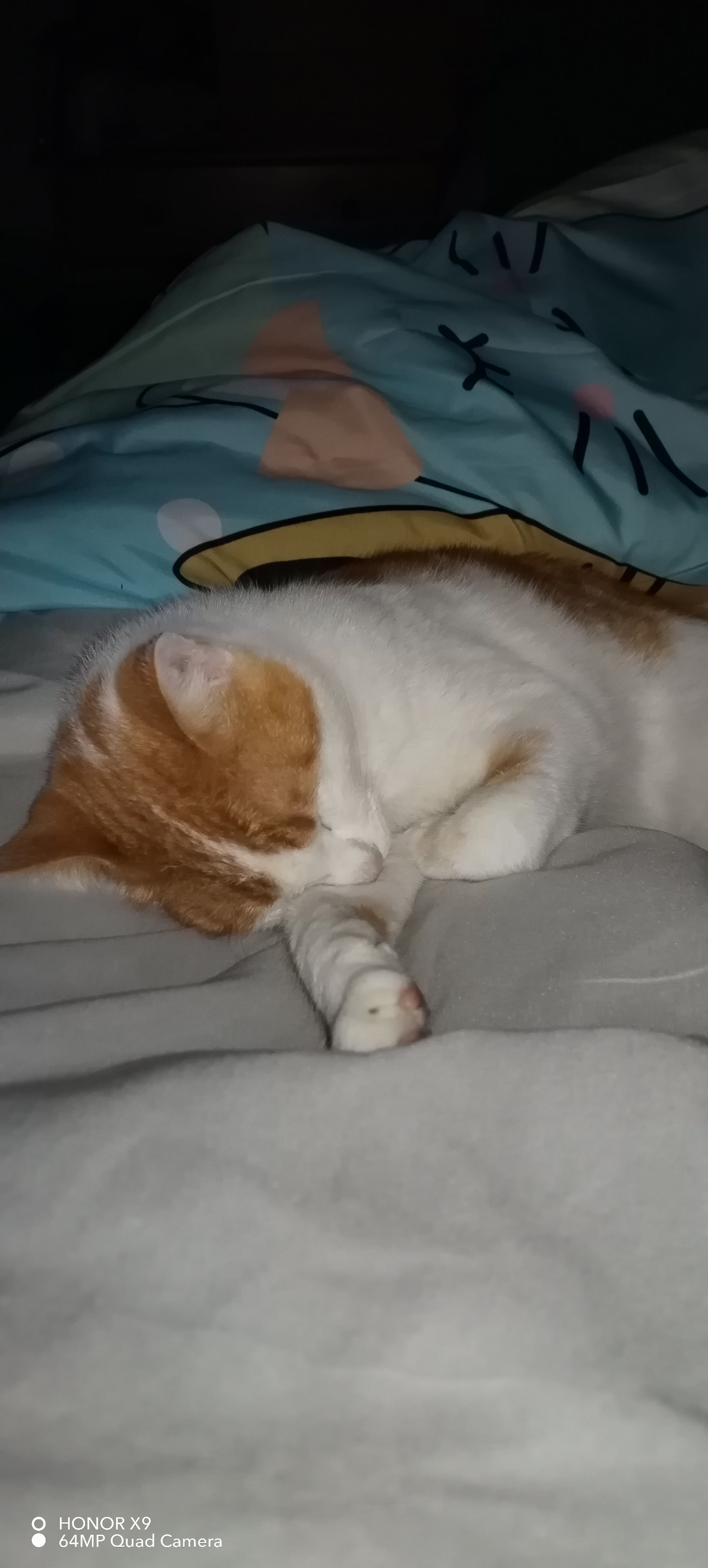 Mushu - En 124, Portimão