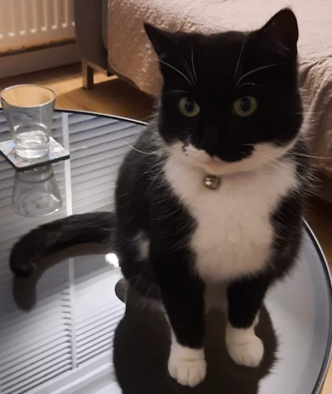 Bella - Hazebroeklaan, Stadskanaal