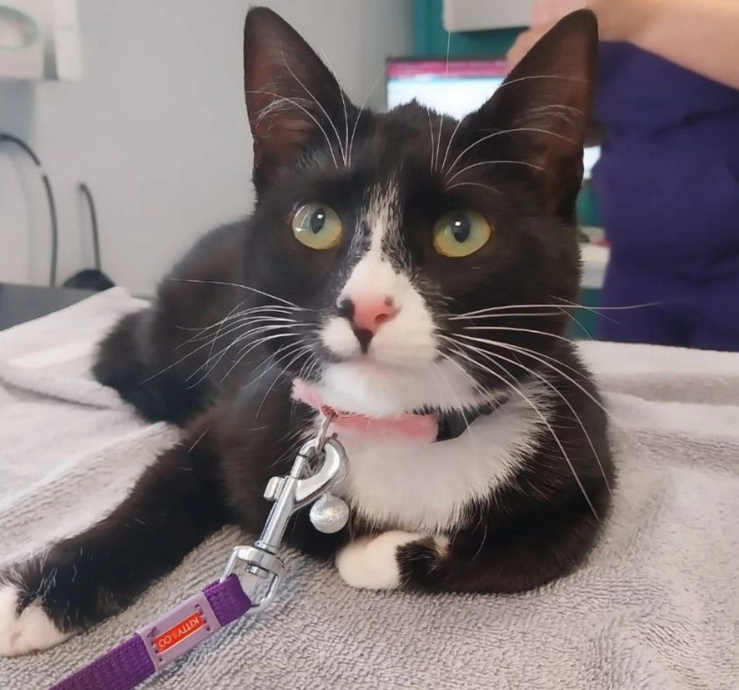 Pusheen - Ffordd Gwenllian, Llanfair Pwllgwyngyll