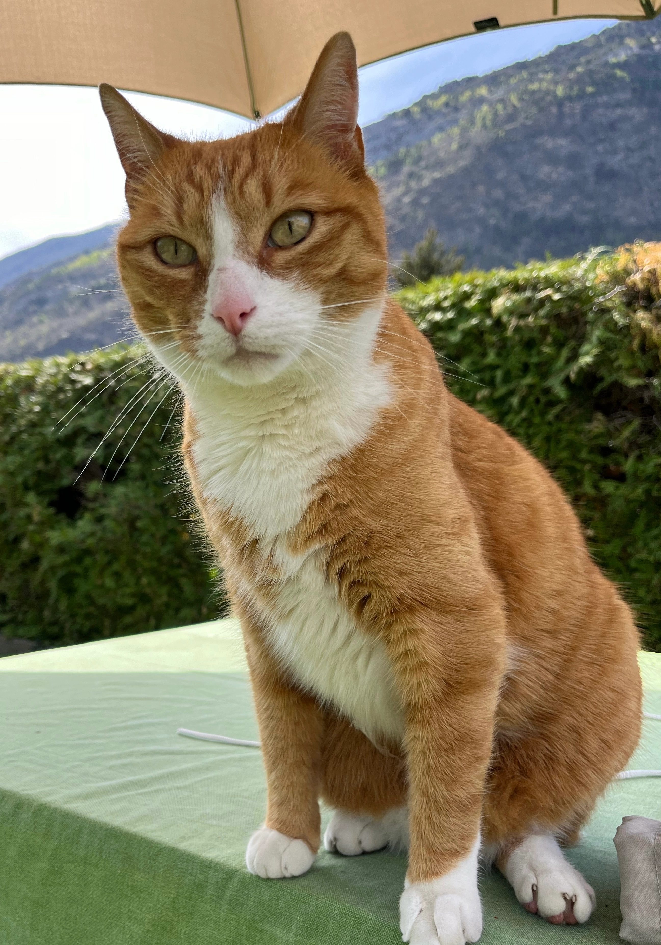 Mauzi - St. Jodernstrasse, Visp