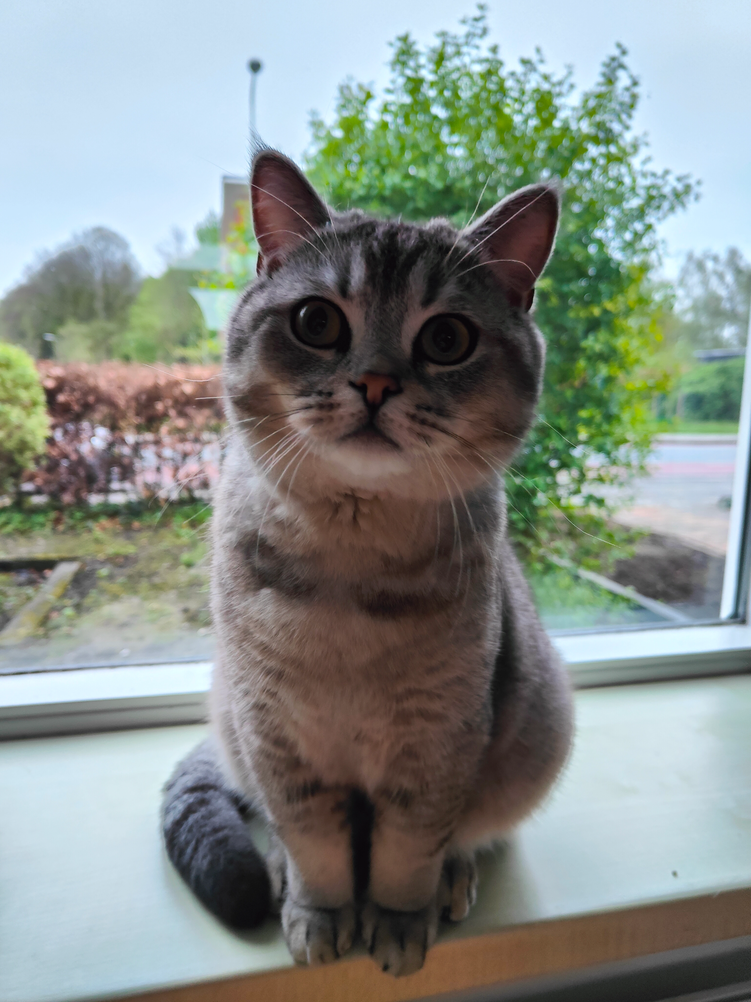 Sulley - ScandinaviΓ«laan, Emmeloord