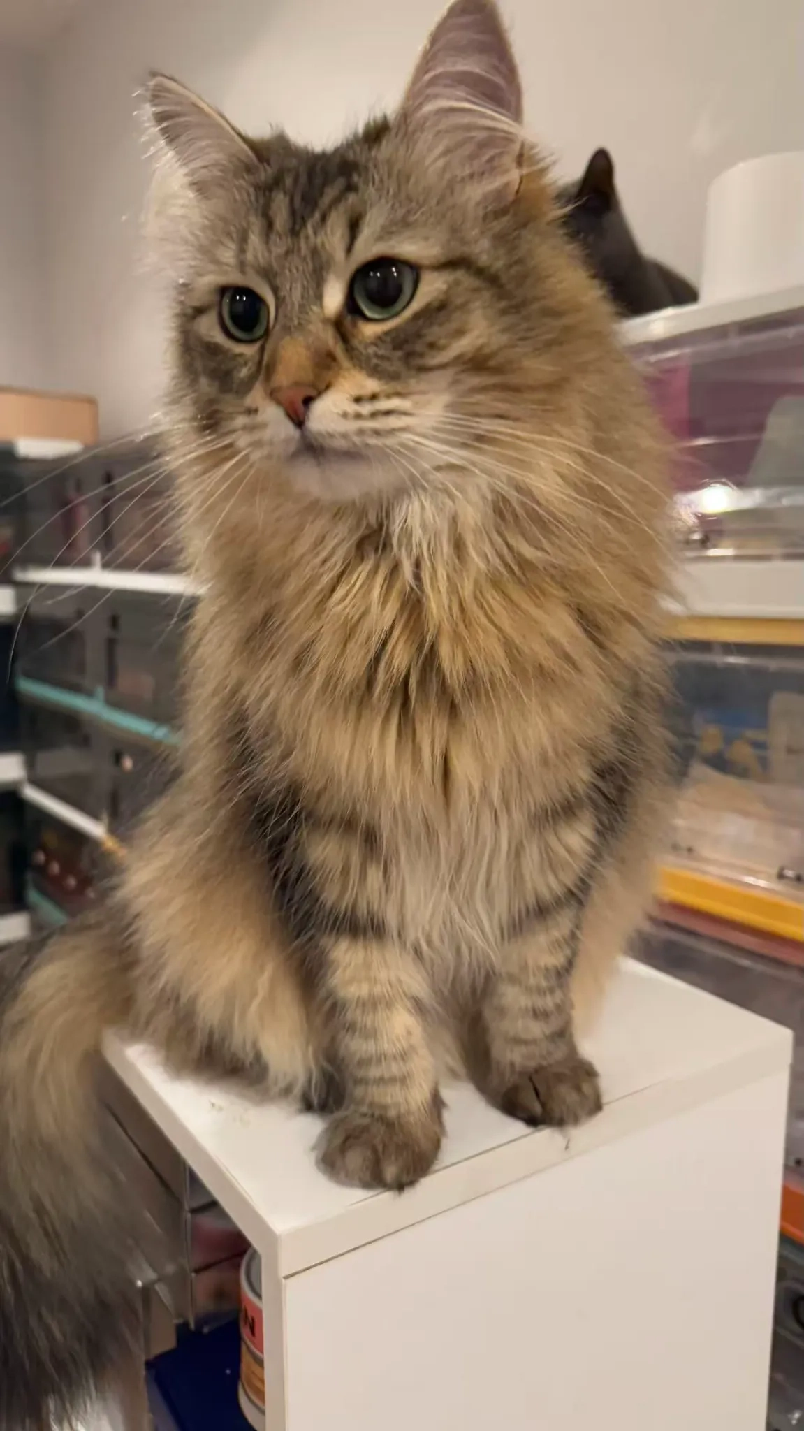 Mimi - Bostock Walk, Manchester