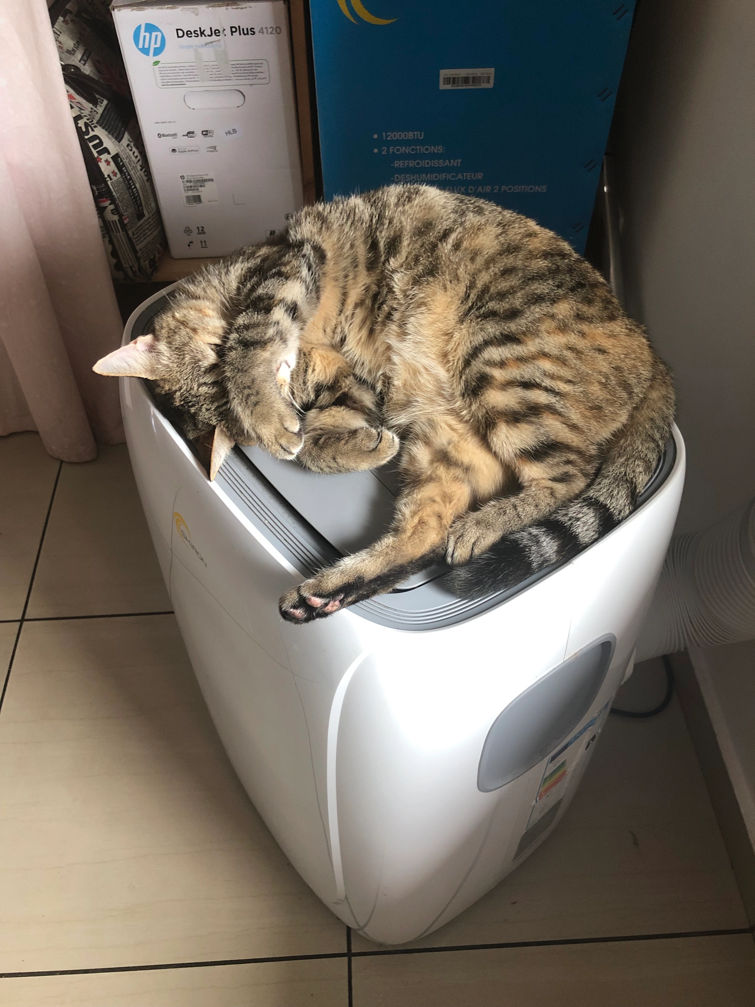 Figaro - Allée Eugénie Niboyet, Saint-Jacques-de-la-Lande