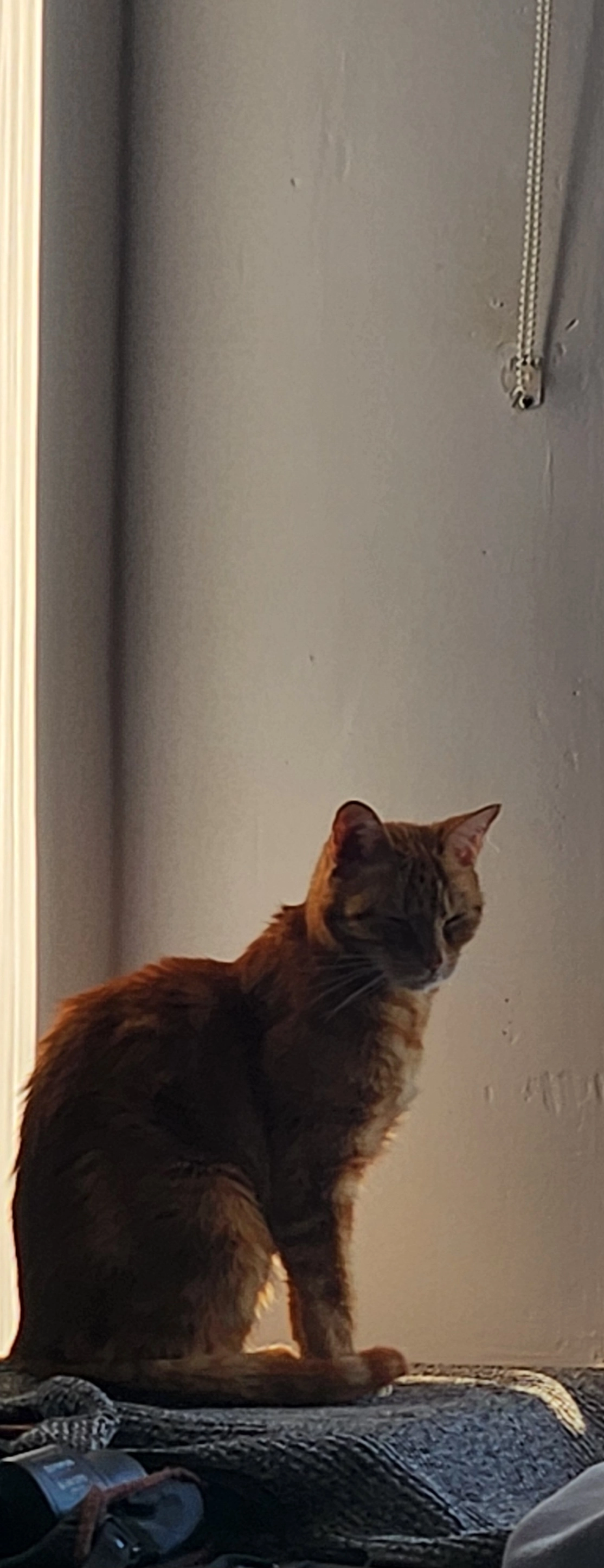 Le chat  - 72510, Pontvallain